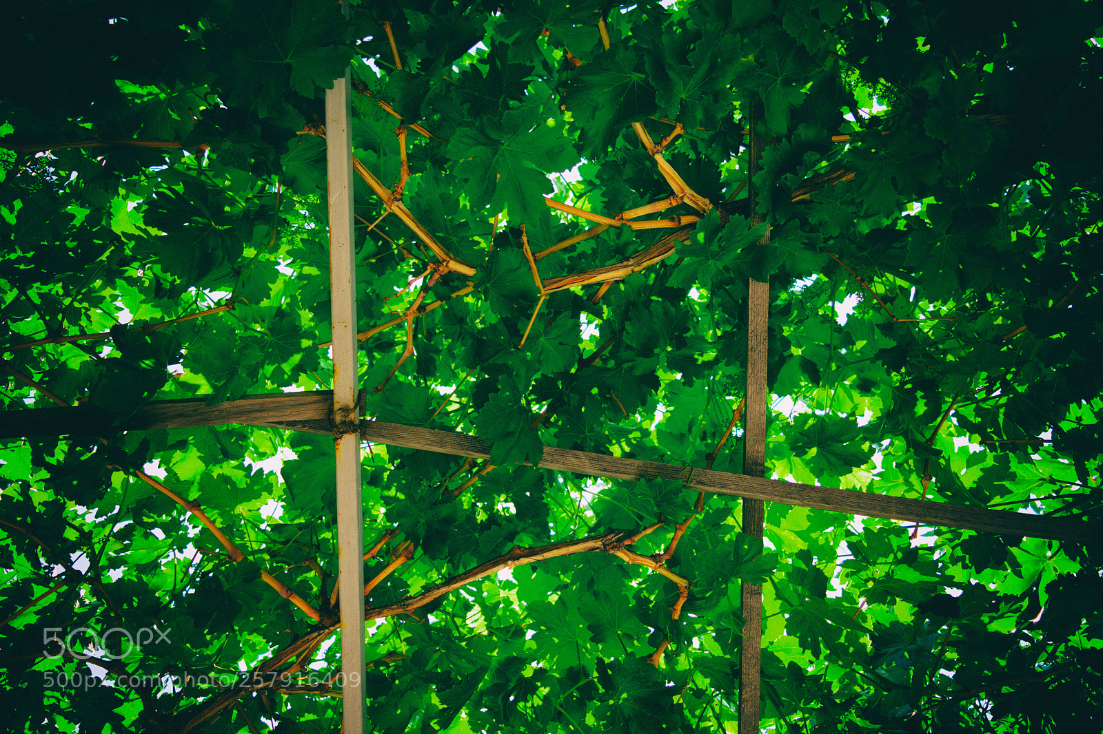 Nikon D3400 sample photo. The garden photography