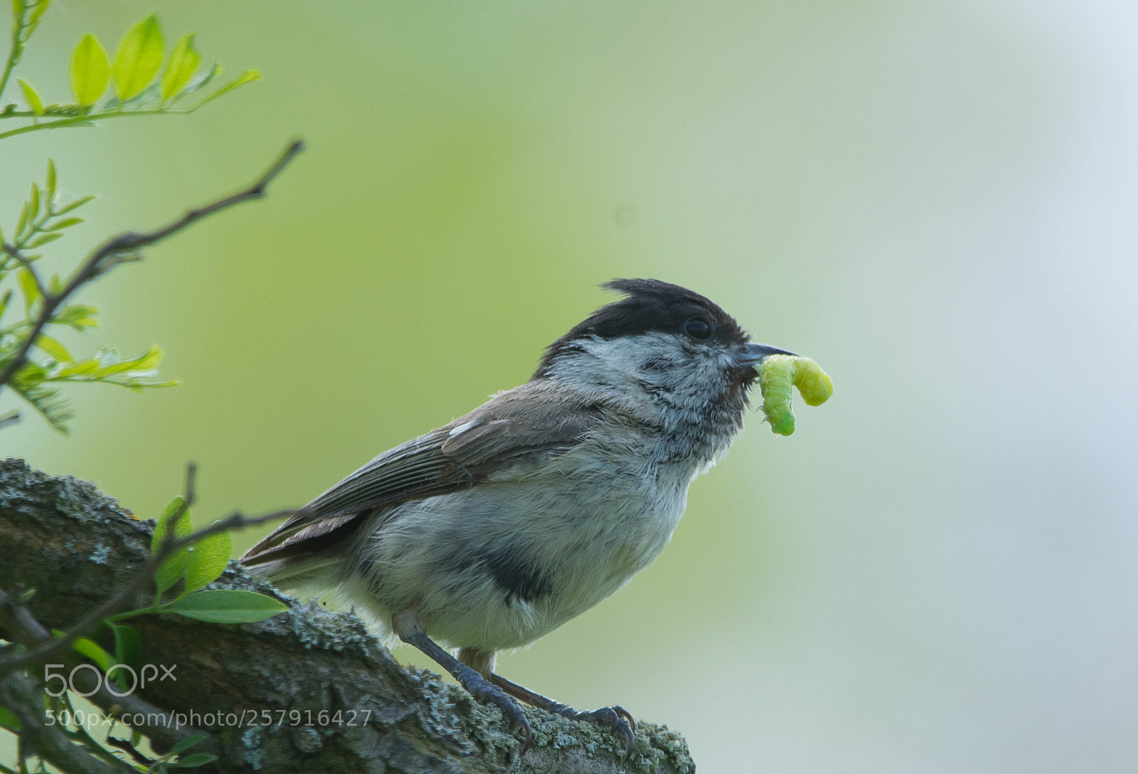 Nikon D7100 sample photo. Poecile palustris photography