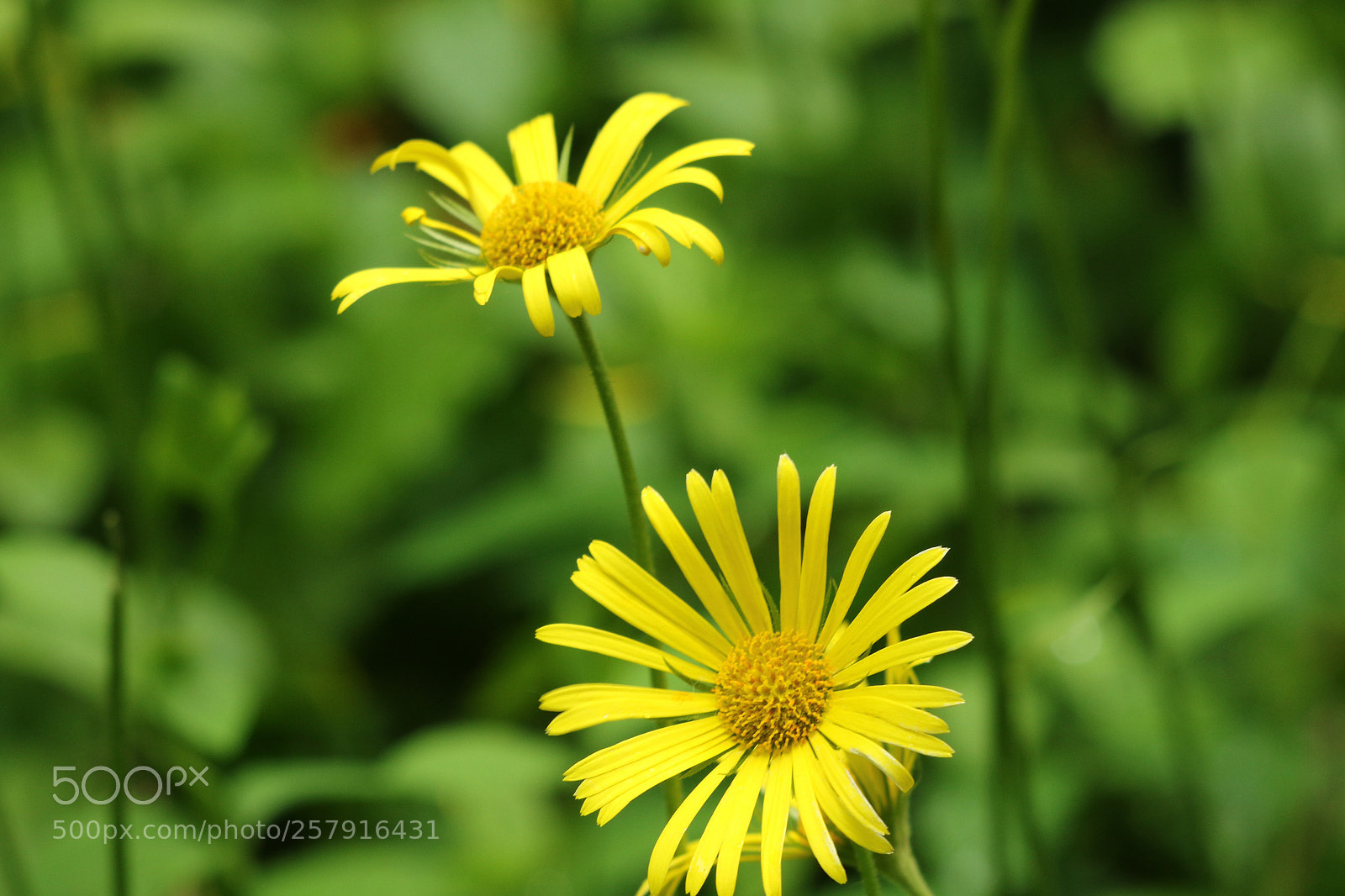 Canon EOS 7D Mark II sample photo. Untitled photography