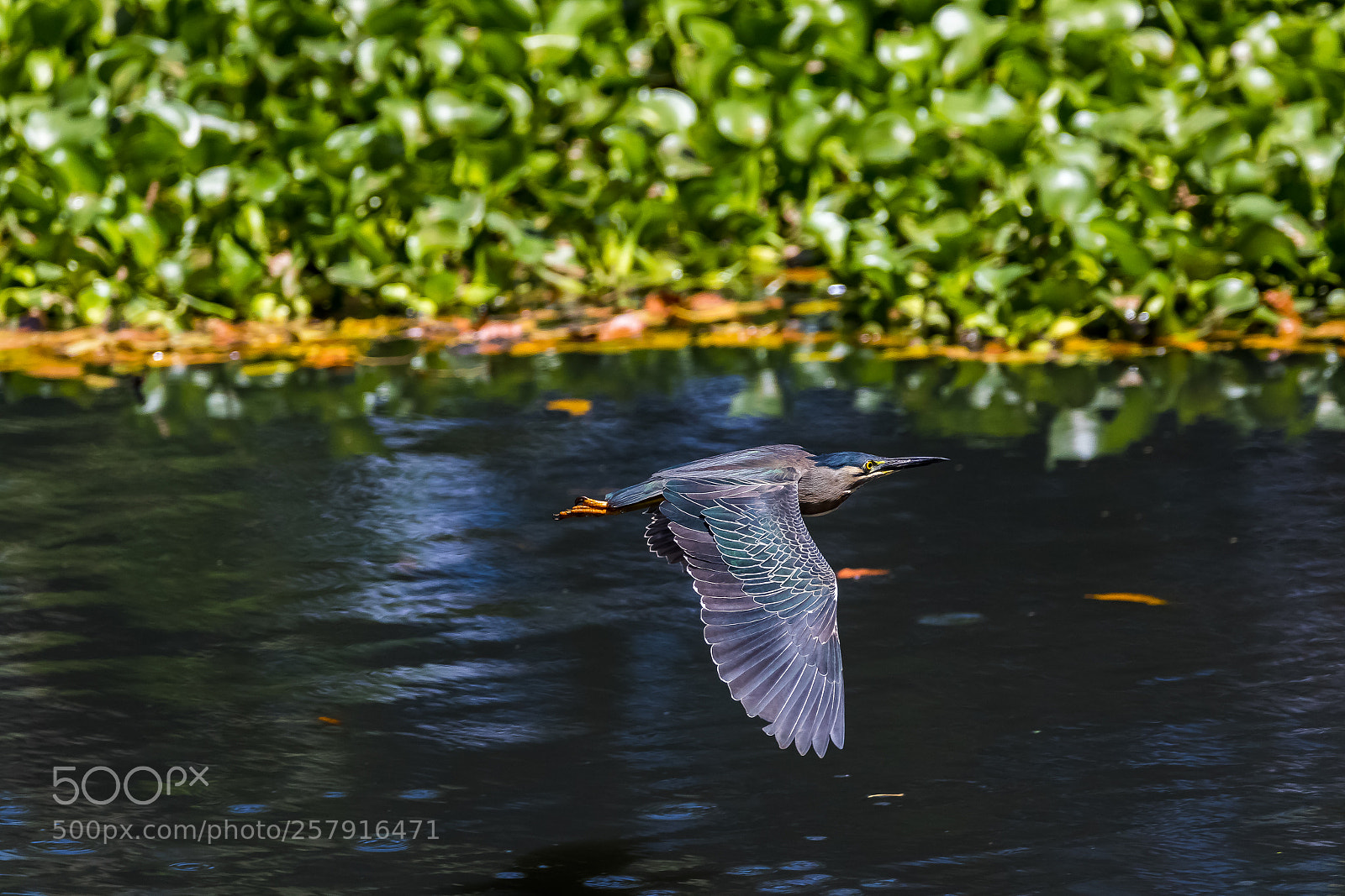 Canon EOS 7D Mark II sample photo. Heron in flight photography