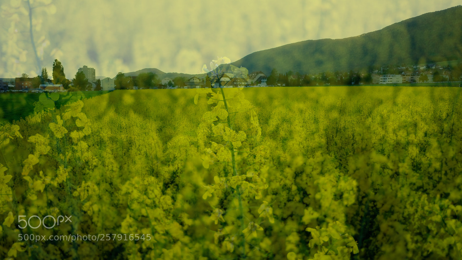 Fujifilm X-E3 sample photo. Yellow photography