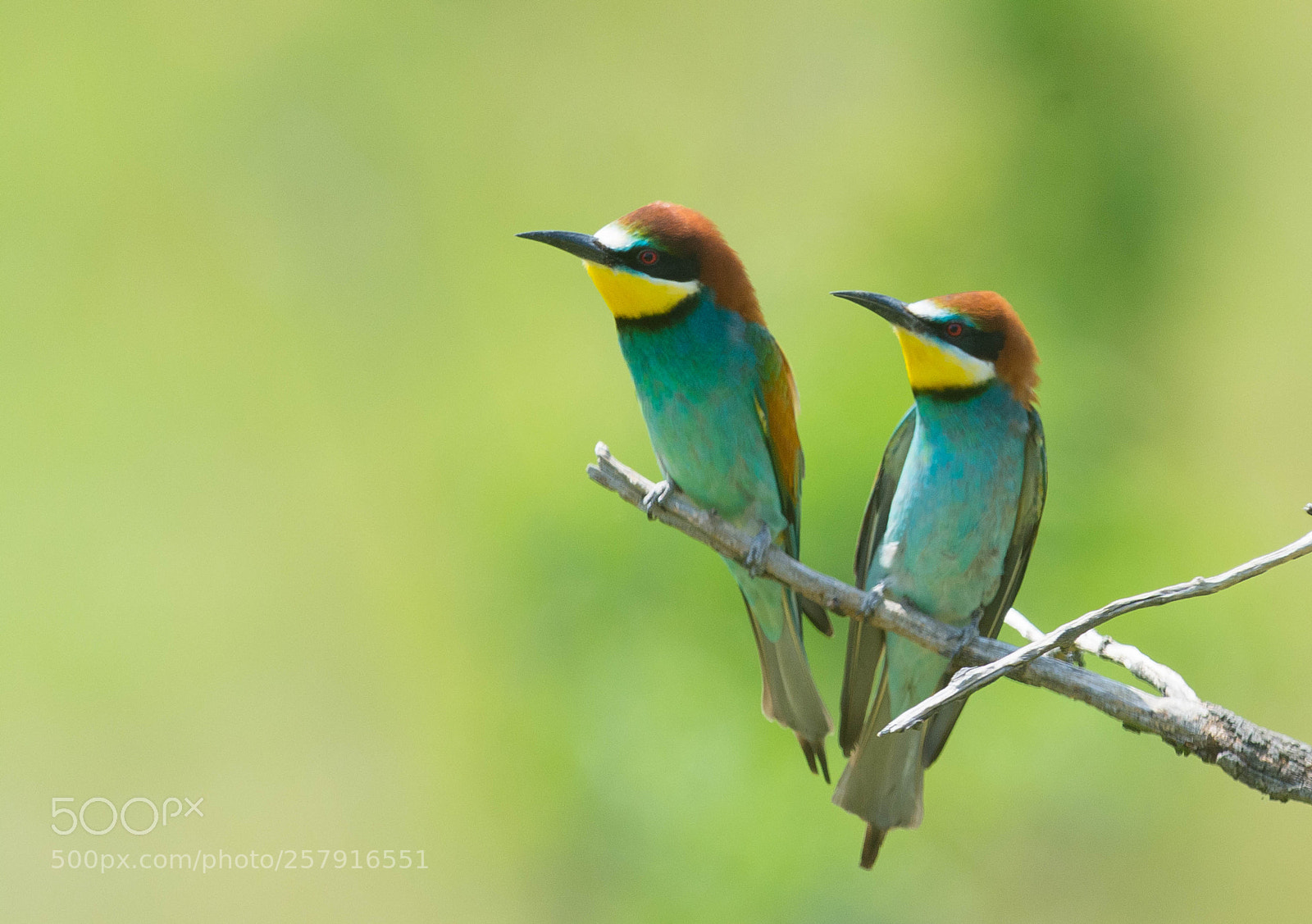 Nikon D7100 sample photo. Merops apiaster photography