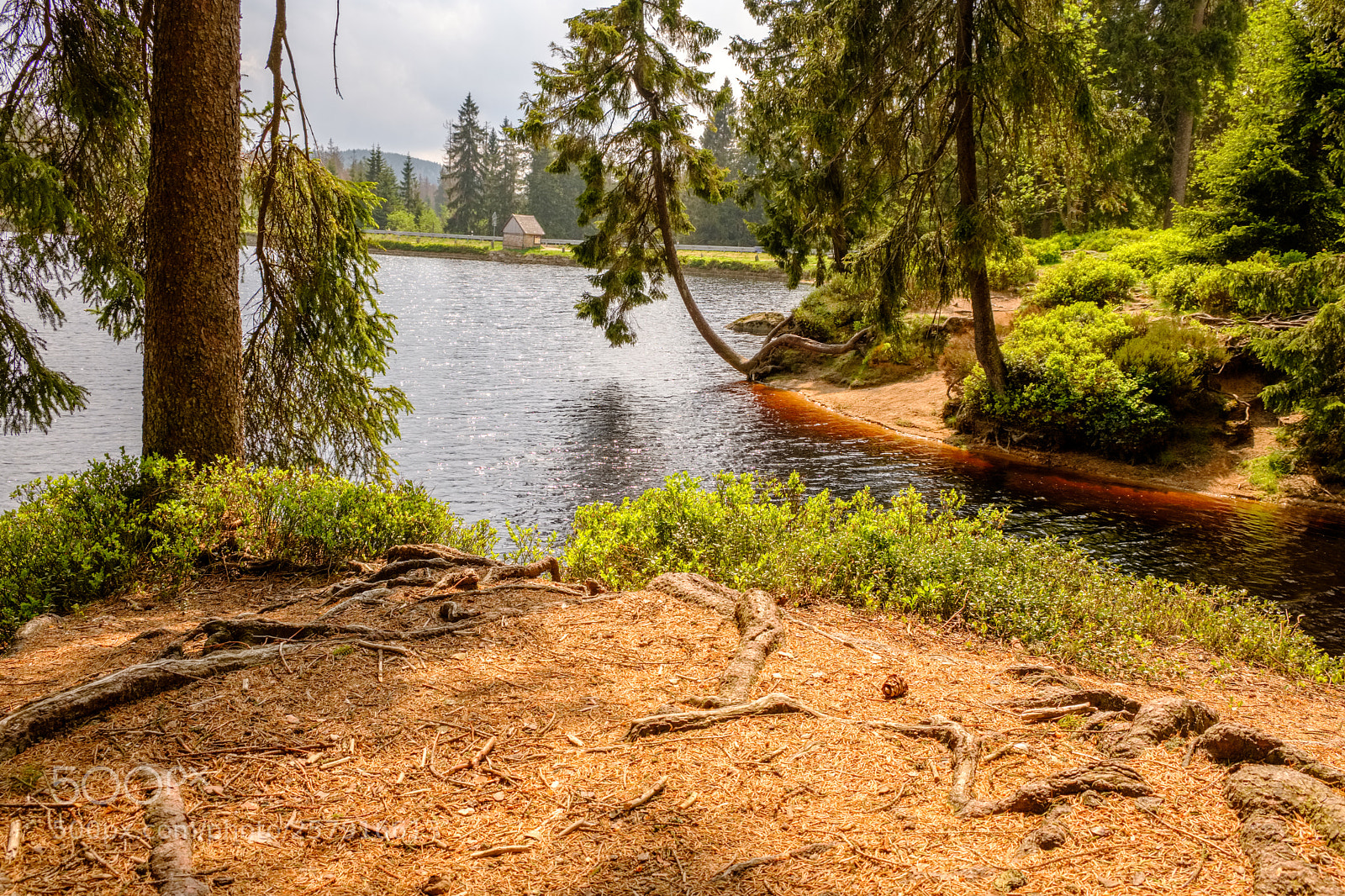 Fujifilm X-T2 sample photo. Tree on the lake photography