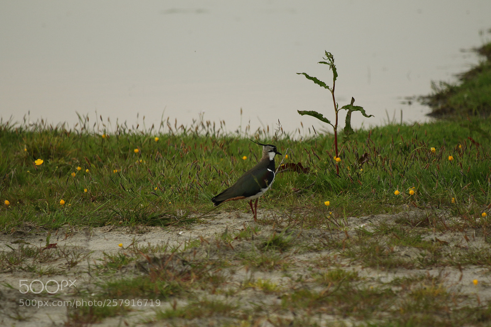 Canon EOS 7D Mark II sample photo. Untitled photography