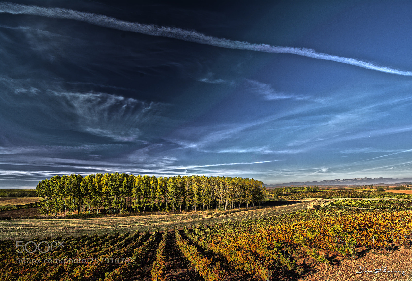 Nikon D7100 sample photo. Chopera hdr. poplar trees photography