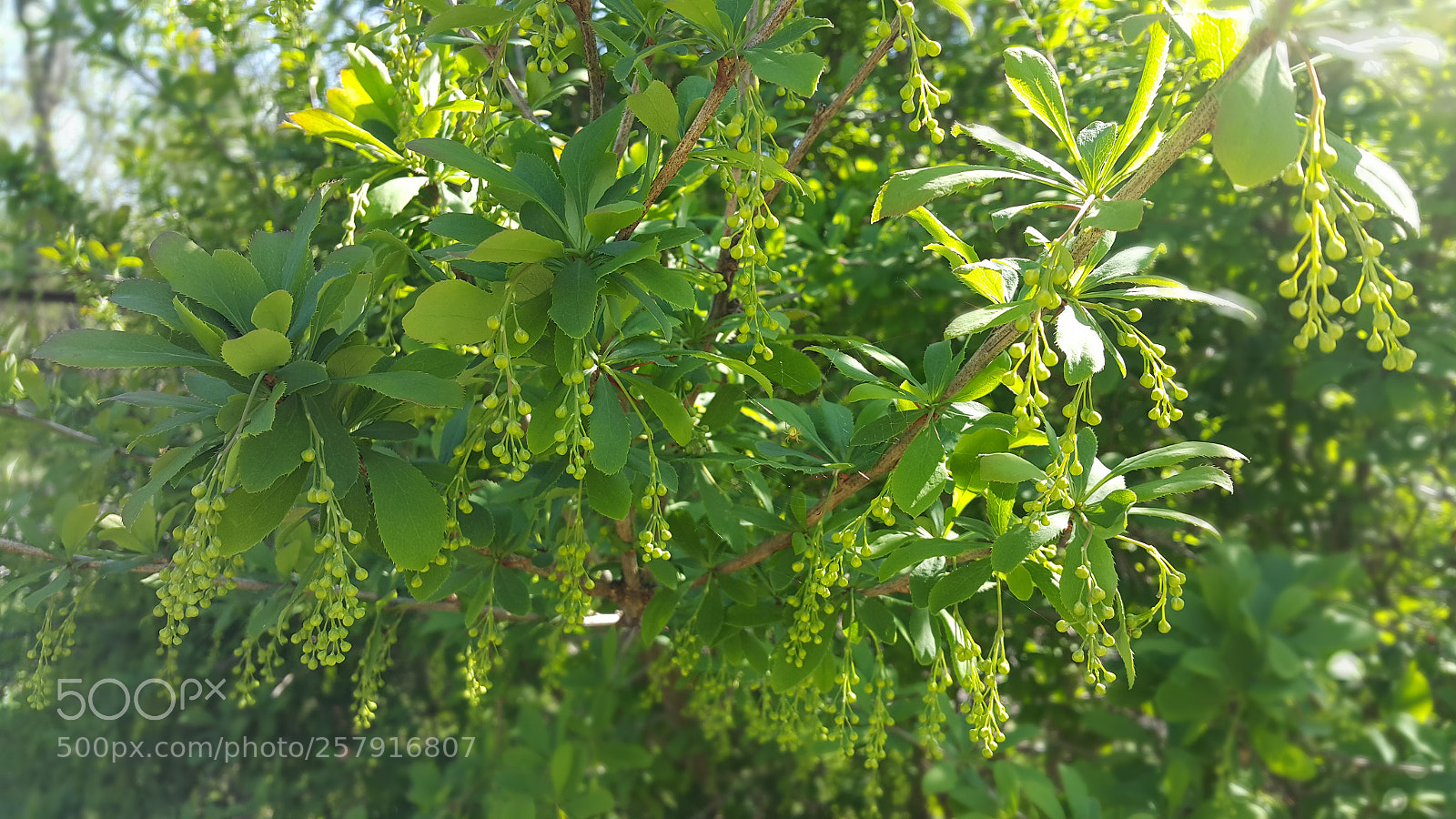 Samsung Galaxy Note4 sample photo. Find a spider ? photography