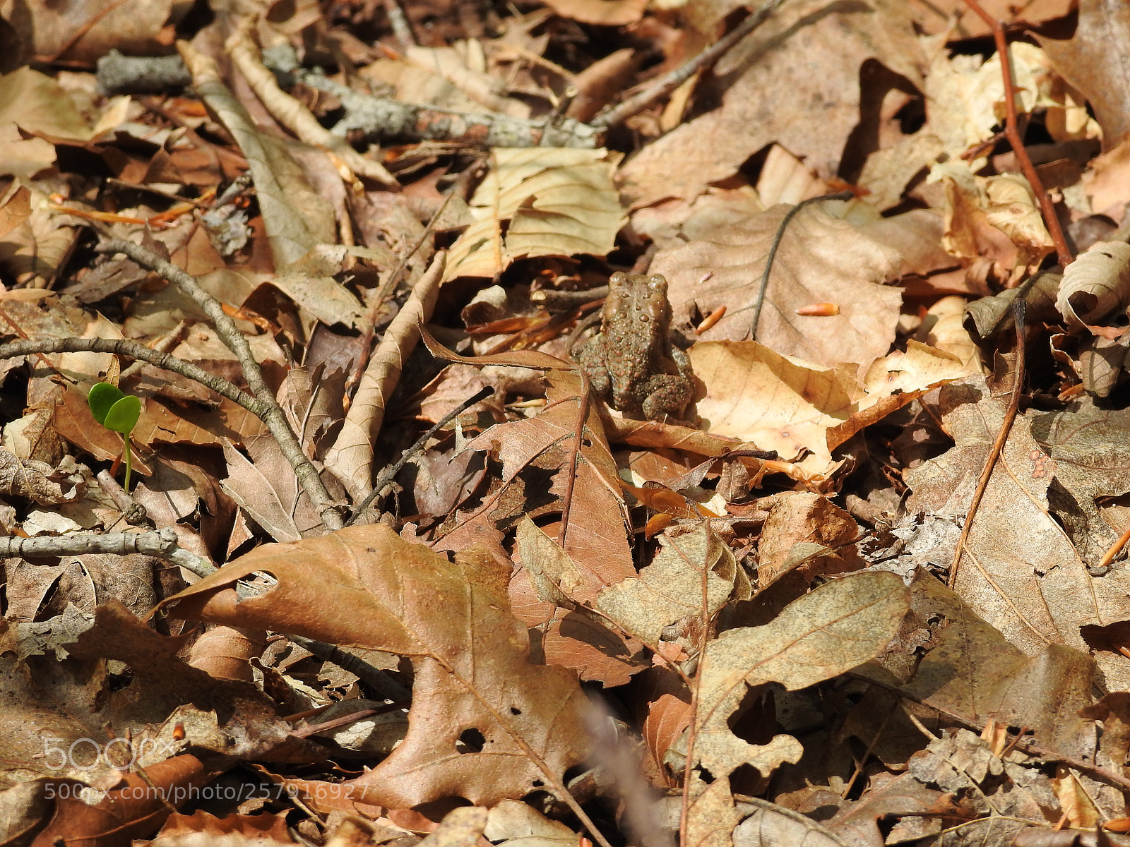 Nikon Coolpix P900 sample photo. Ringwood state park photography