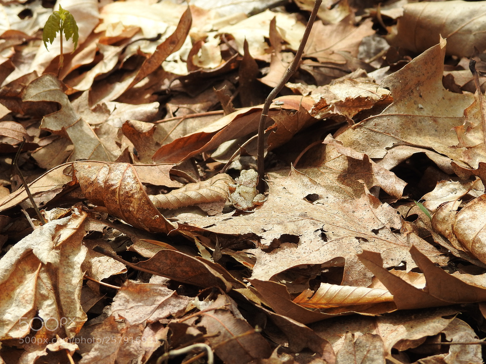 Nikon Coolpix P900 sample photo. Ringwood state park photography