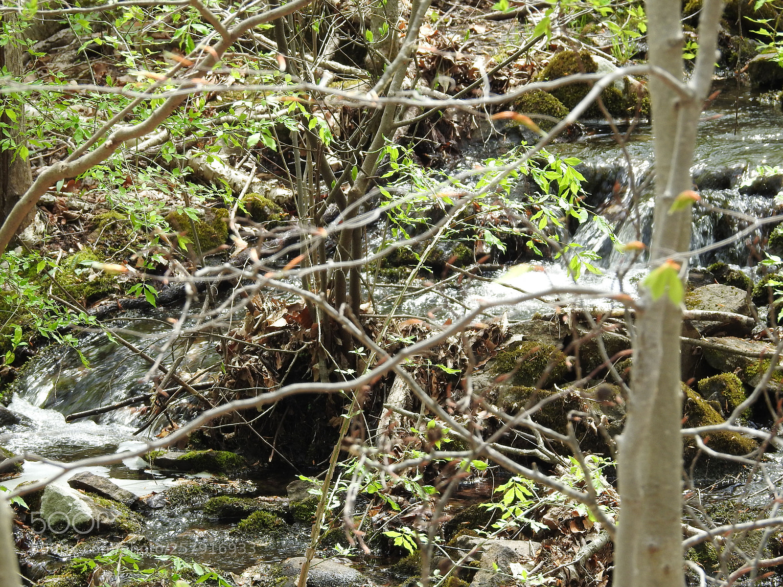Nikon Coolpix P900 sample photo. Ringwood state park photography