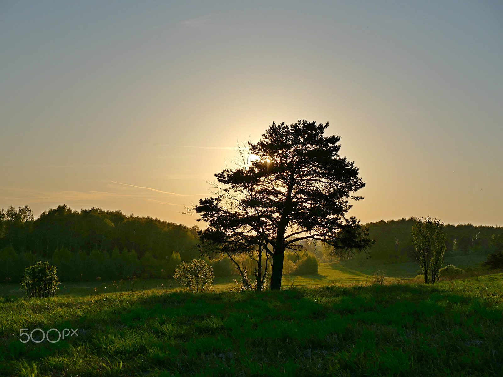 Panasonic Lumix DC-GX9 sample photo. Sunset over pine photography