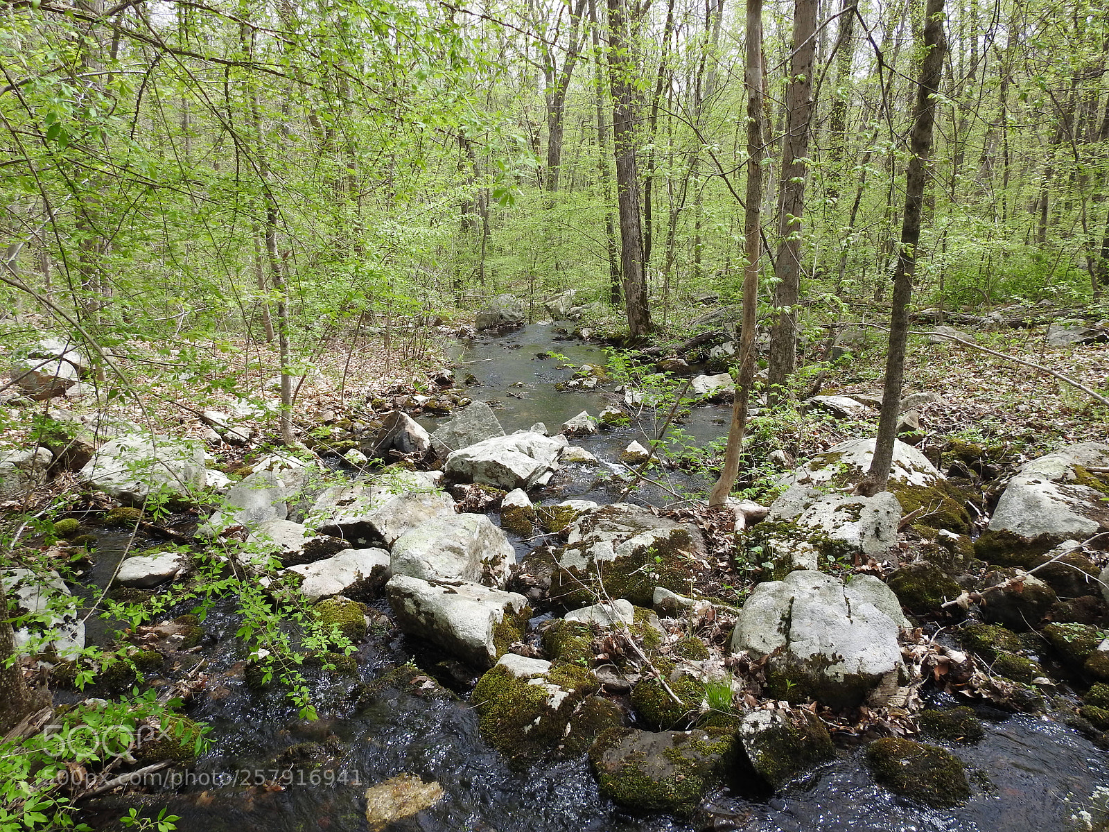 Nikon Coolpix P900 sample photo. Ringwood state park photography