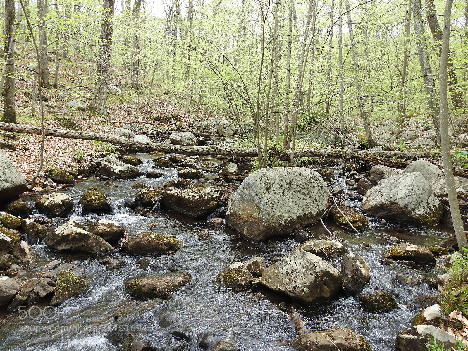 Nikon Coolpix P900 sample photo. Ringwood state park photography