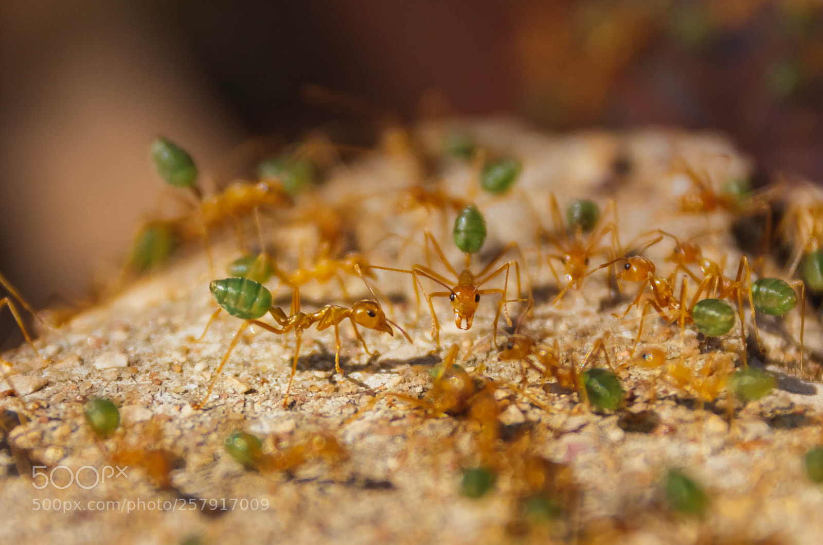 Canon EOS 80D sample photo. Green booty ants photography