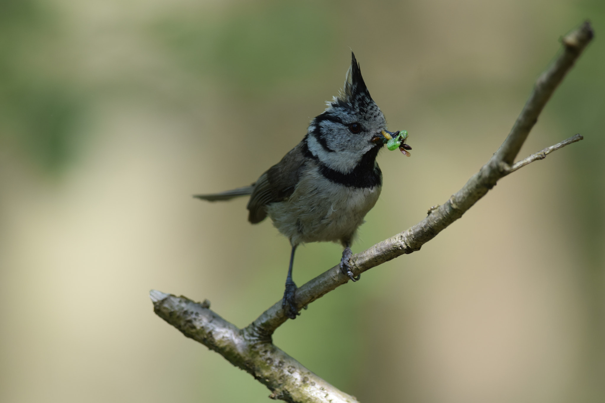 Nikon D5300 + Nikon AF-S Nikkor 300mm F4D ED-IF sample photo. European crested. (lophophanes cristatus) photography