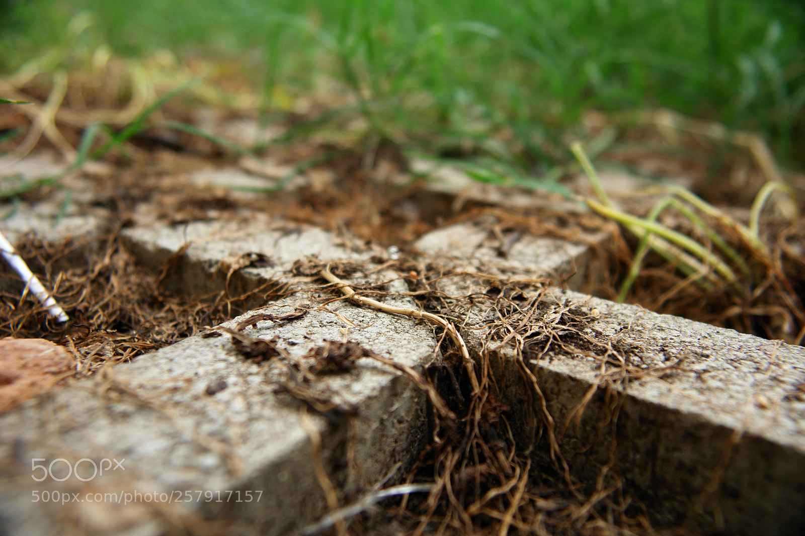 Sony DSC-R1 sample photo. Untitled photography