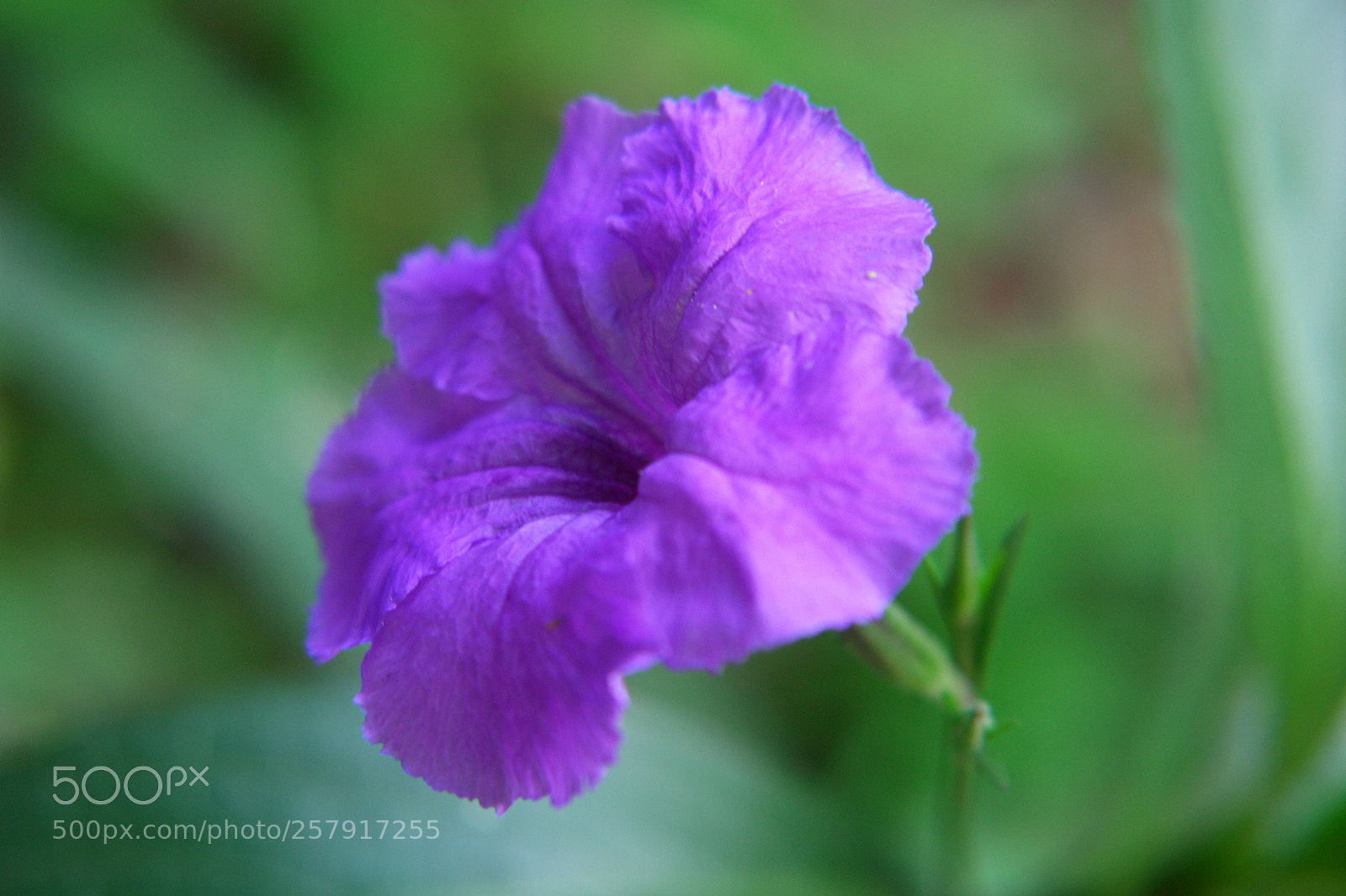 Sony DSC-R1 sample photo. Untitled photography