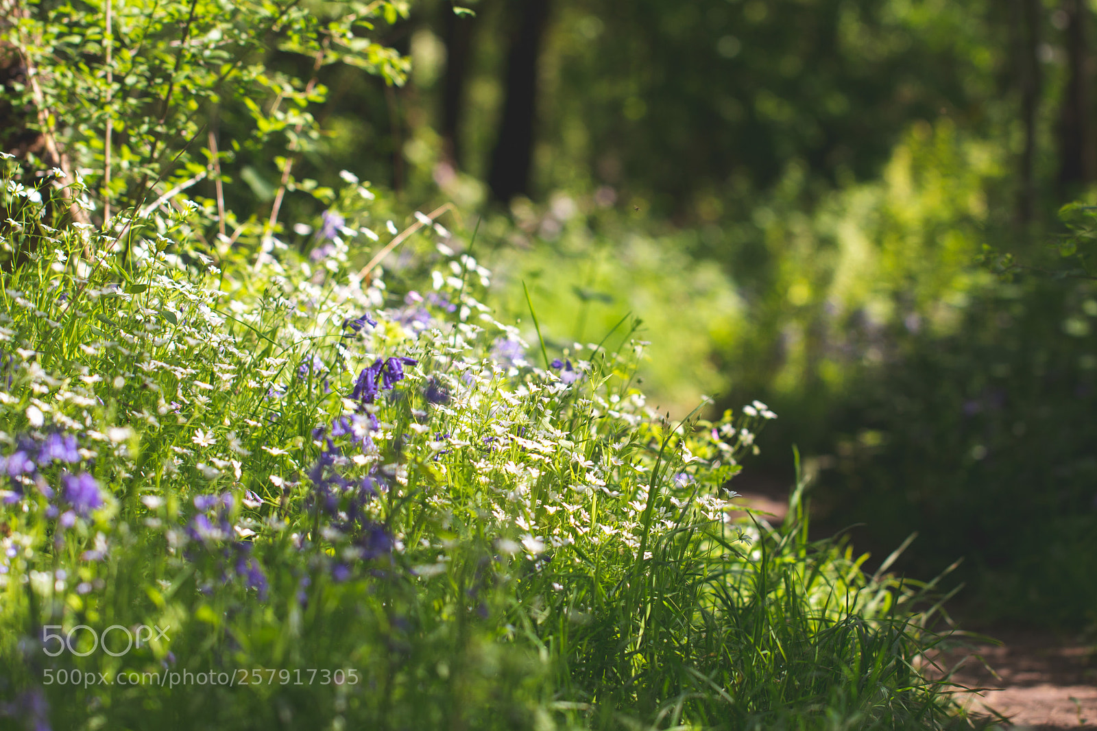 Canon EOS 70D sample photo. Stichwort path photography