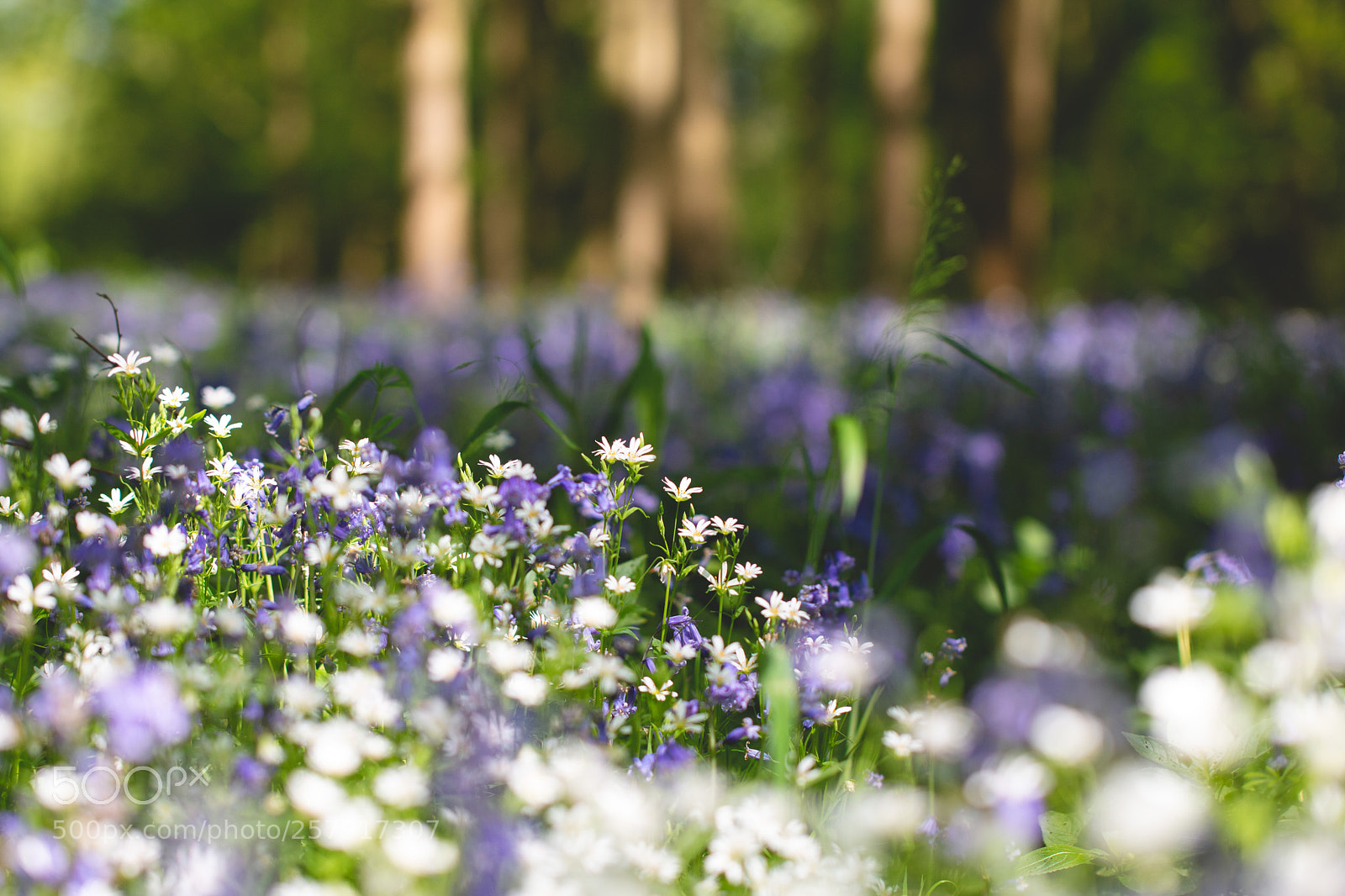 Canon EOS 70D sample photo. Stichwort bluebells photography