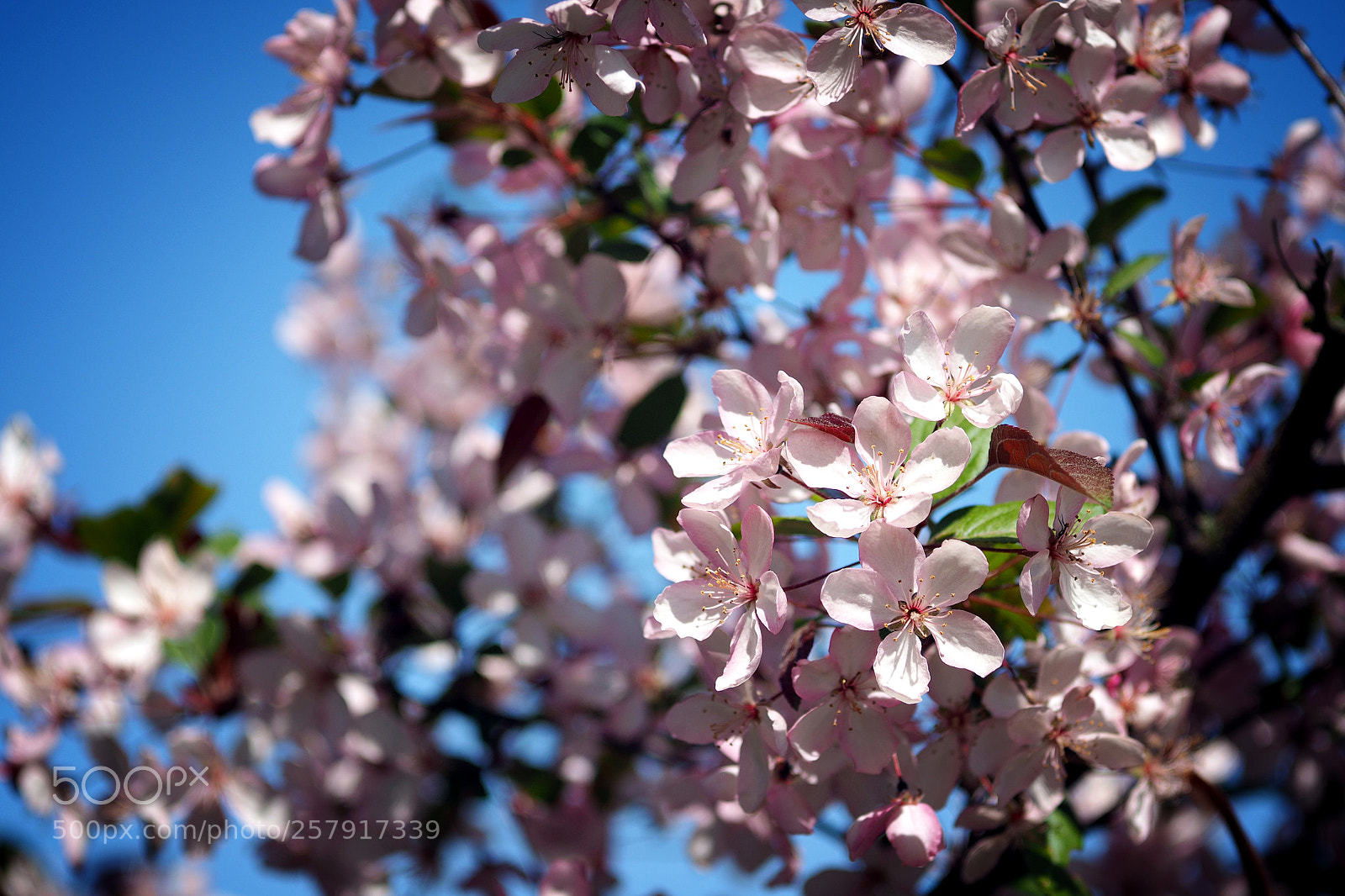 Olympus OM-D E-M10 sample photo. The tree blooms photography