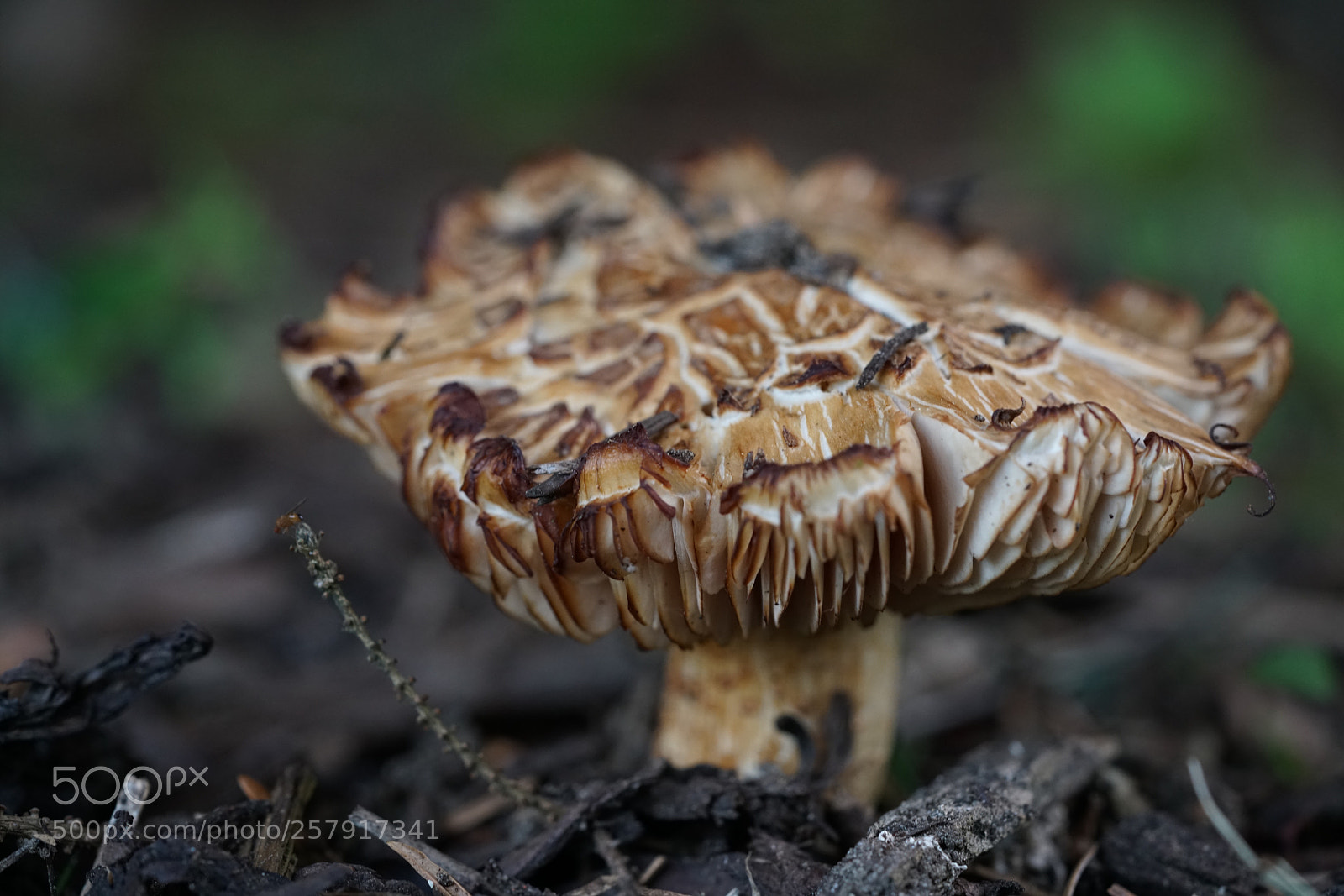 Sony a7R II sample photo. Mushroom  photography