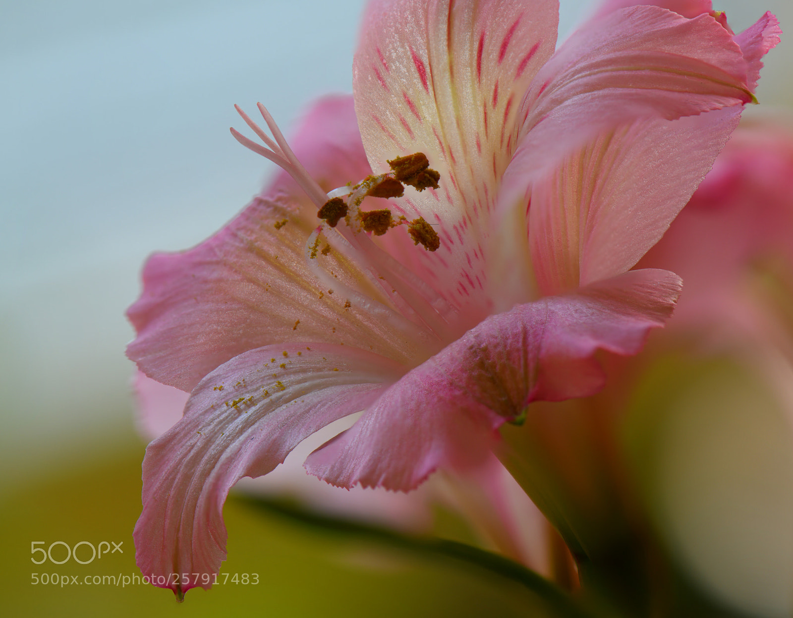 Nikon D850 sample photo. Stack focus test using photography