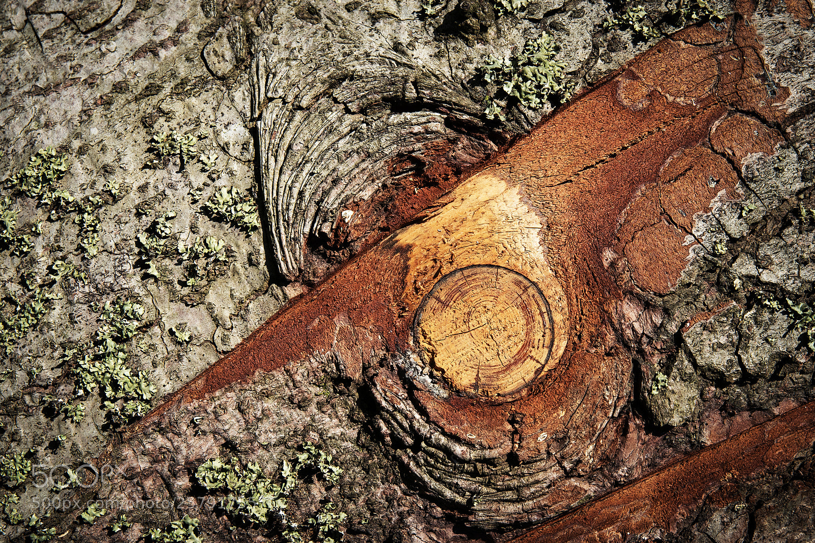 Nikon D5500 sample photo. Bark saw branch on photography