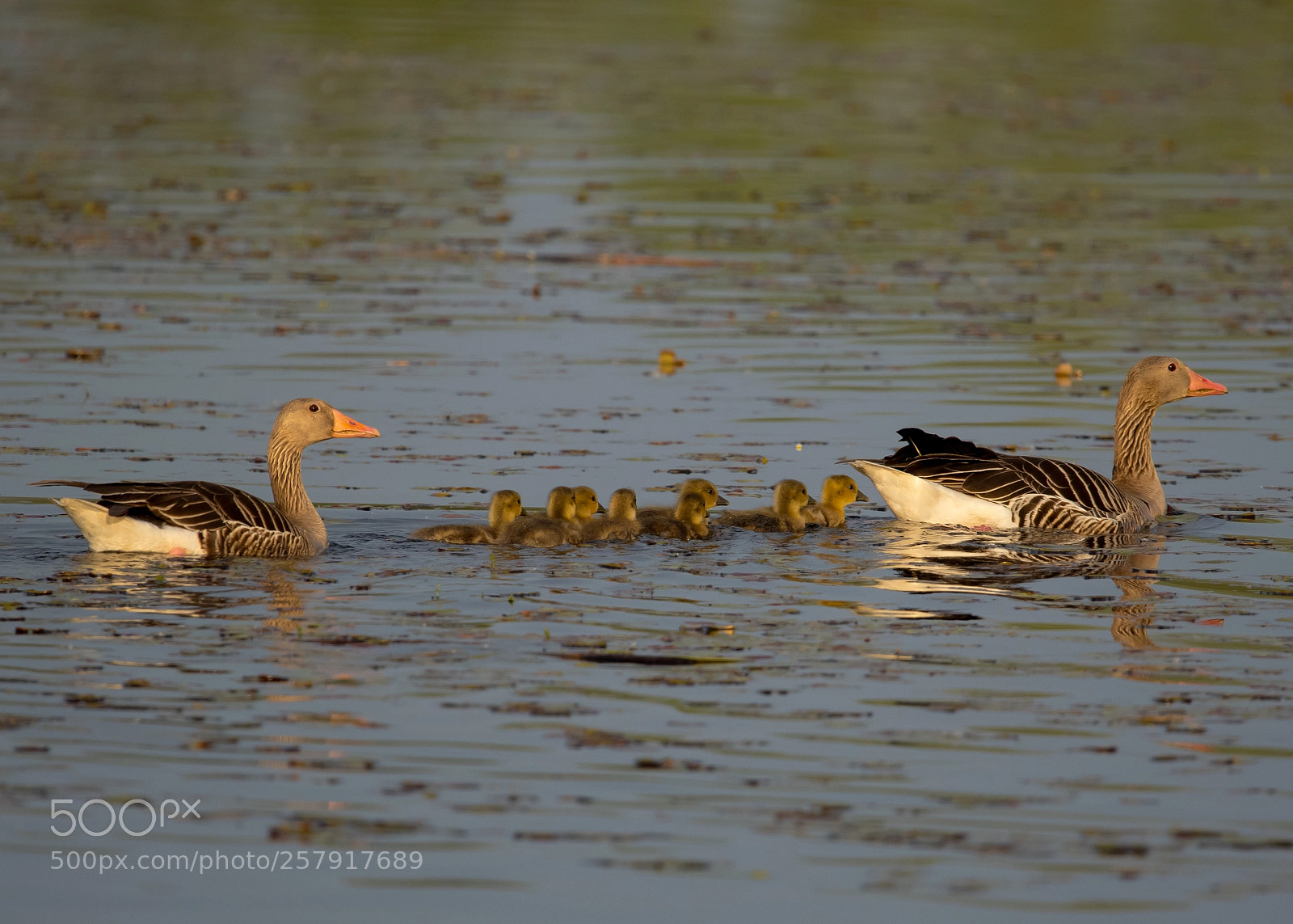 Canon EOS 7D Mark II sample photo. Family photography