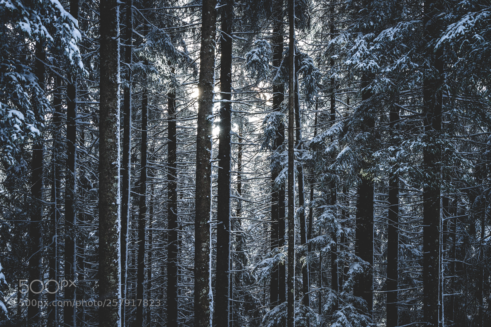 Sony a7 II sample photo. Winter trees photography