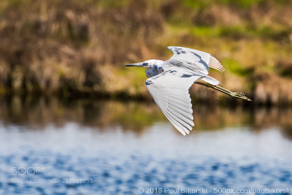 Nikon D500 sample photo. Little blue heron juvenile photography