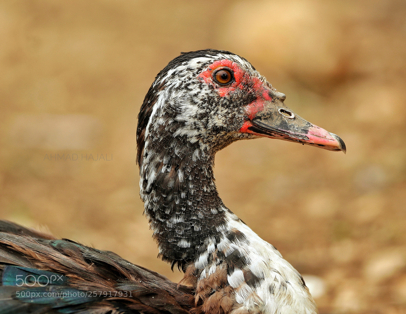 Canon EOS-1D X Mark II sample photo. Untitled photography