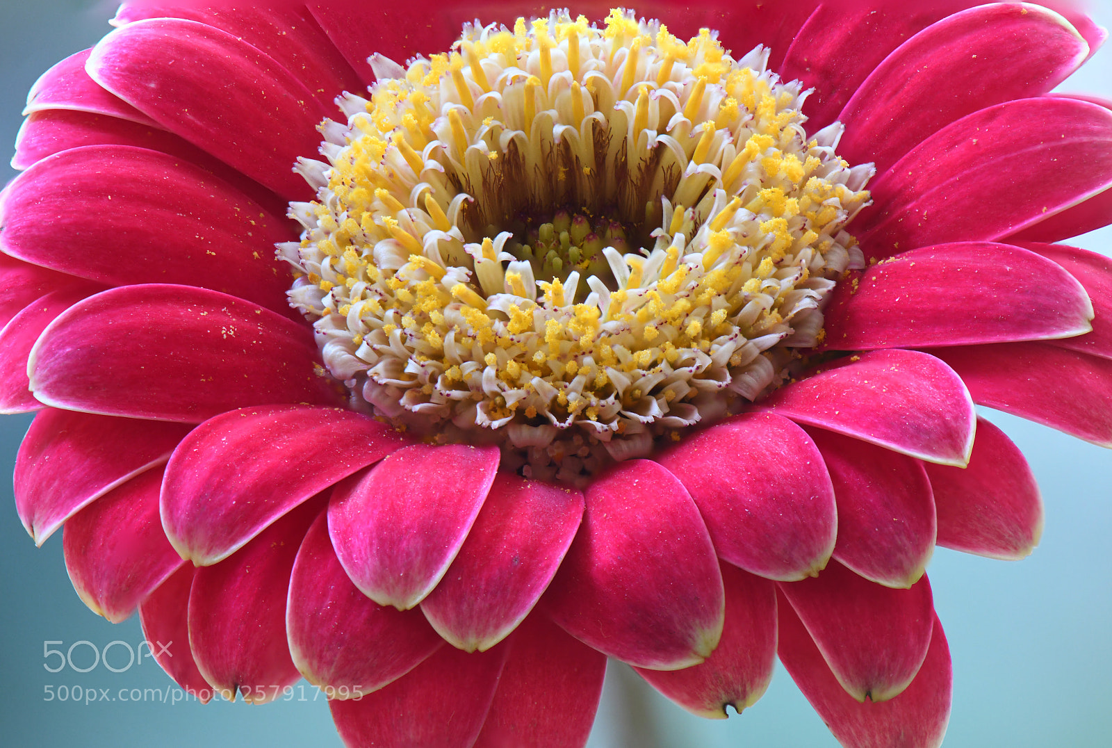Nikon D850 sample photo. Focus stacking test photography