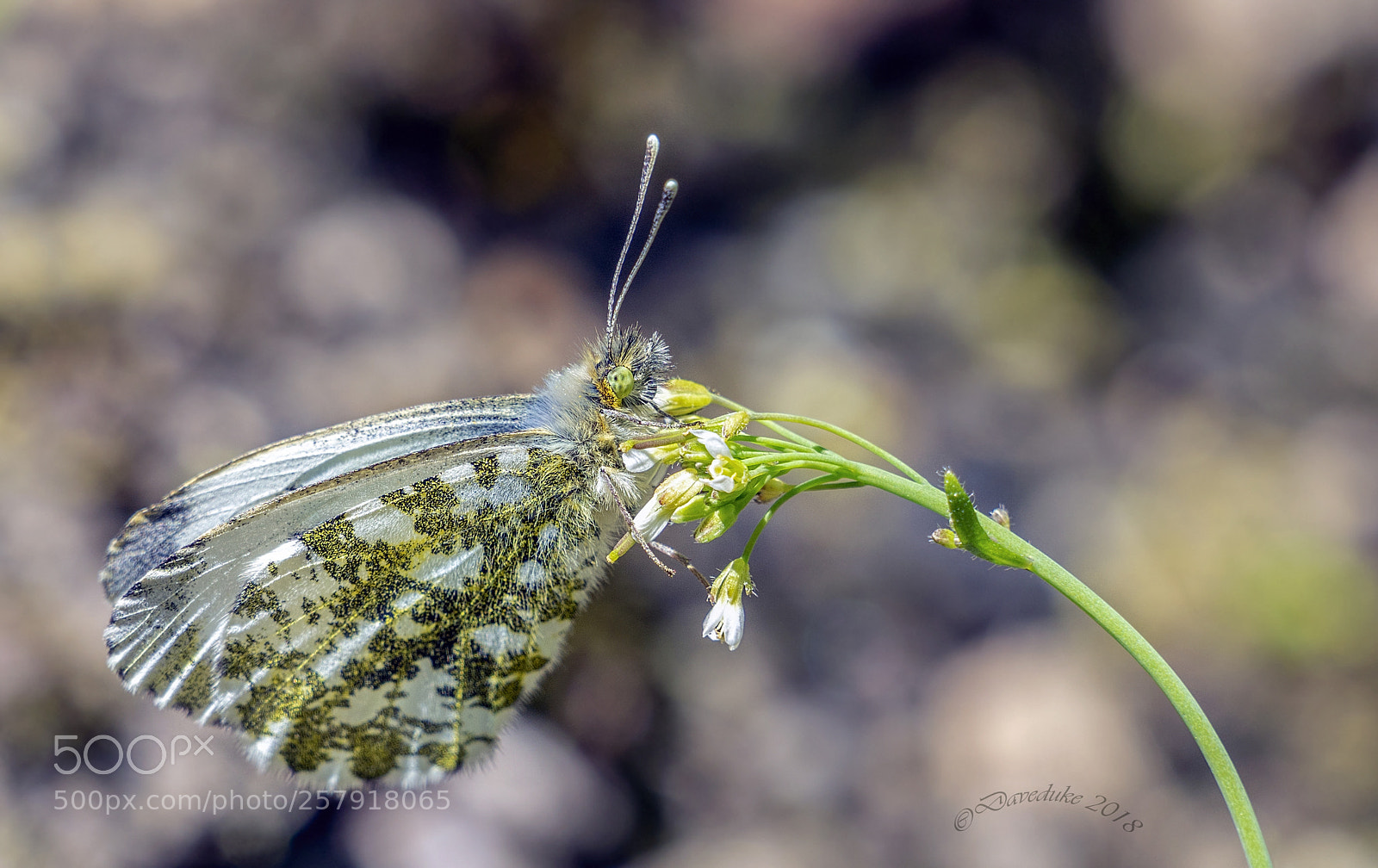 Sony a7R II sample photo. Orange tip butterfly, closed photography