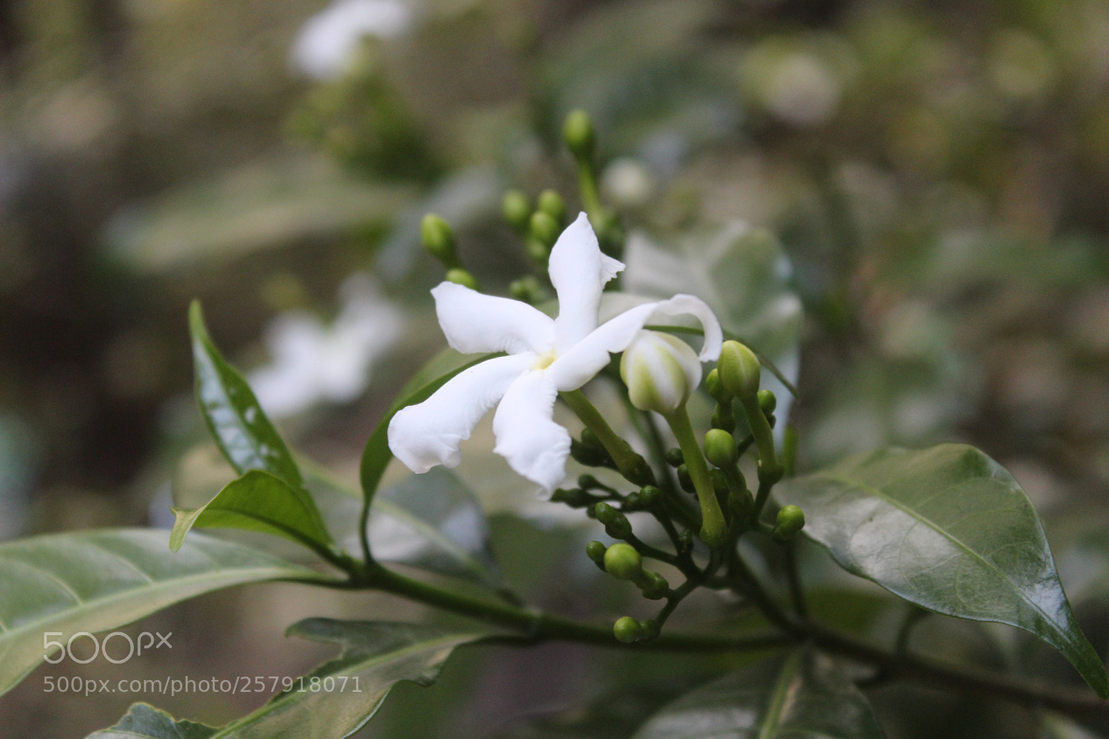 Canon EOS 1200D (EOS Rebel T5 / EOS Kiss X70 / EOS Hi) sample photo. Blossom photography