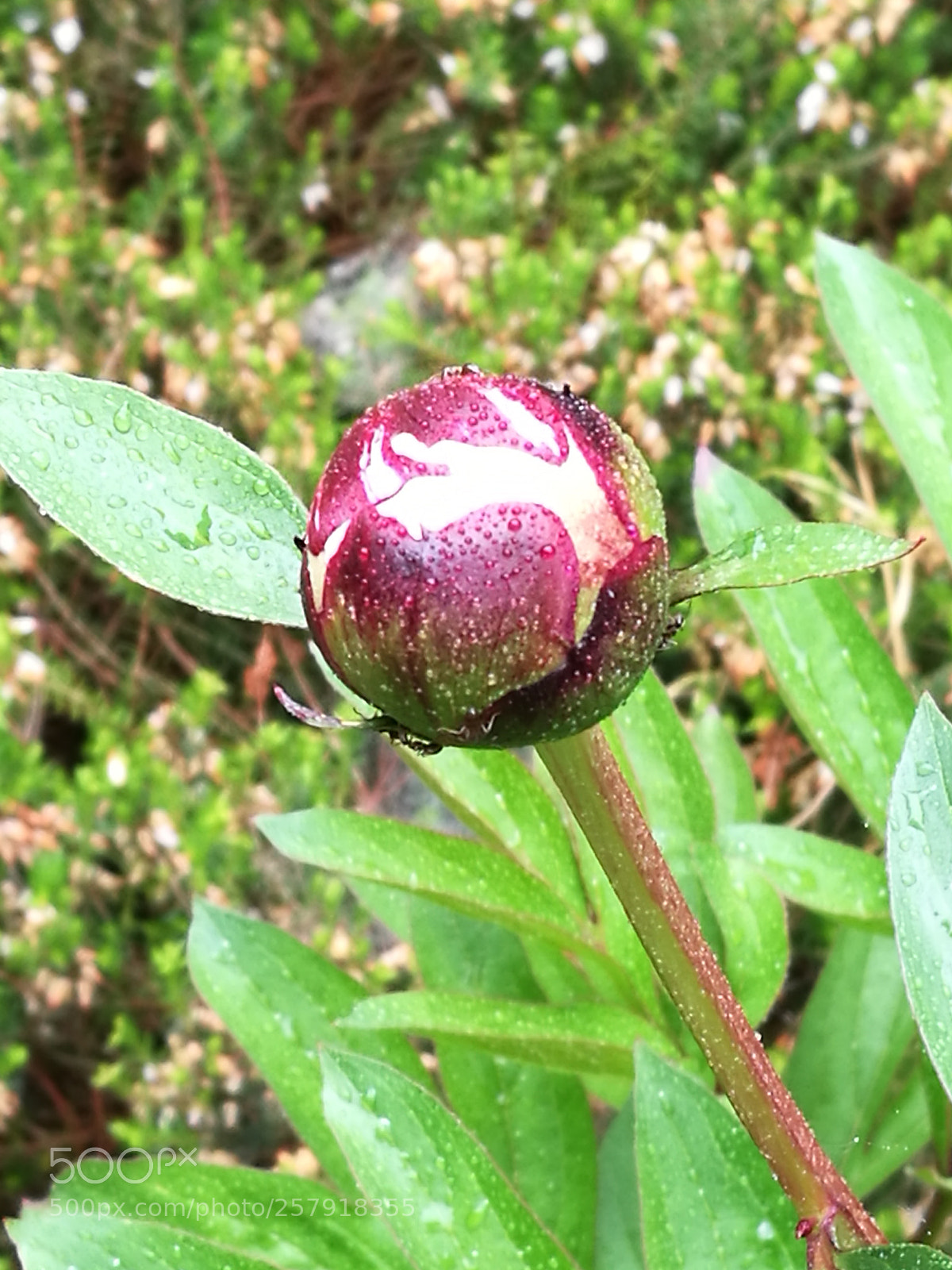 HUAWEI P9 sample photo. Peony ...soon photography