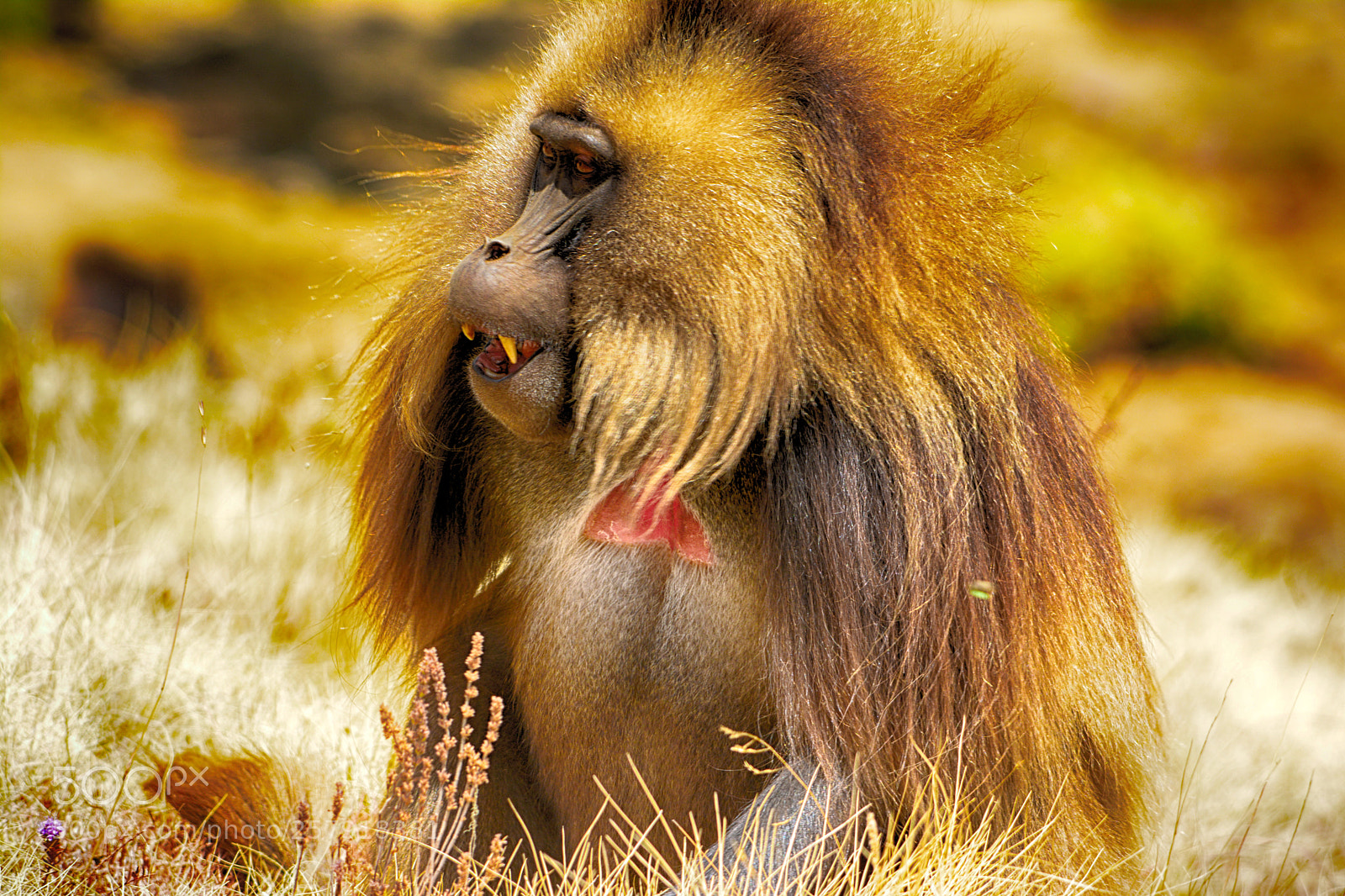 Nikon D5200 sample photo. Gelada monkey photography