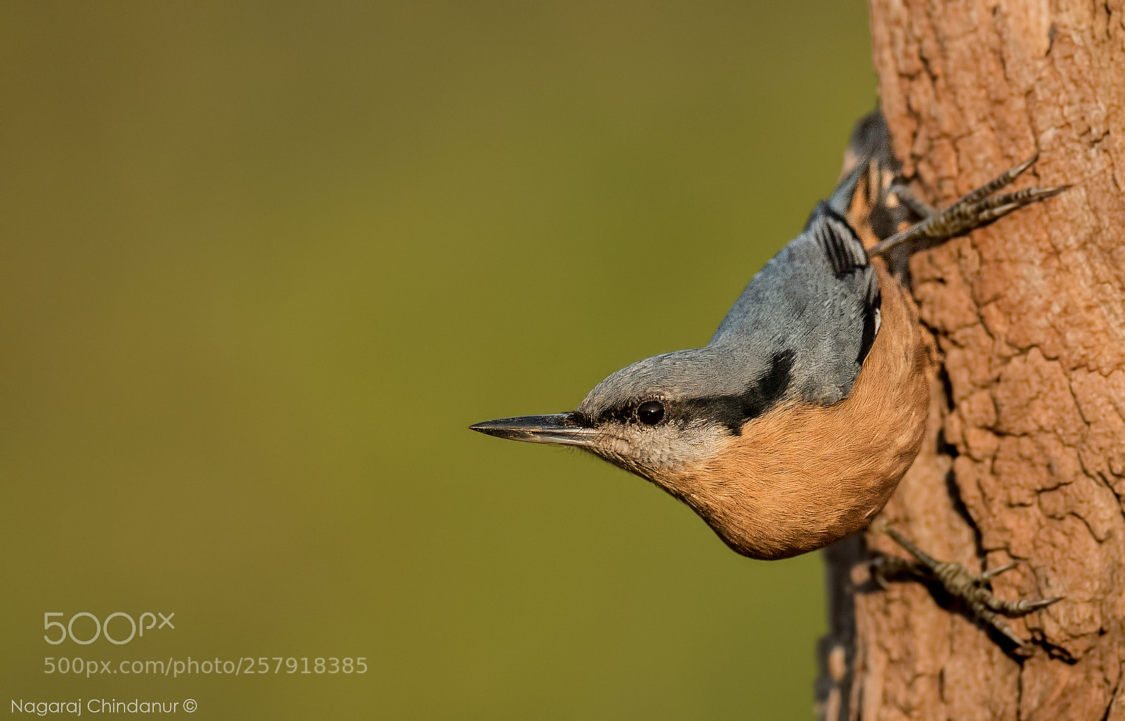 Nikon D5 sample photo. Chestnut-bellied nuthatch photography