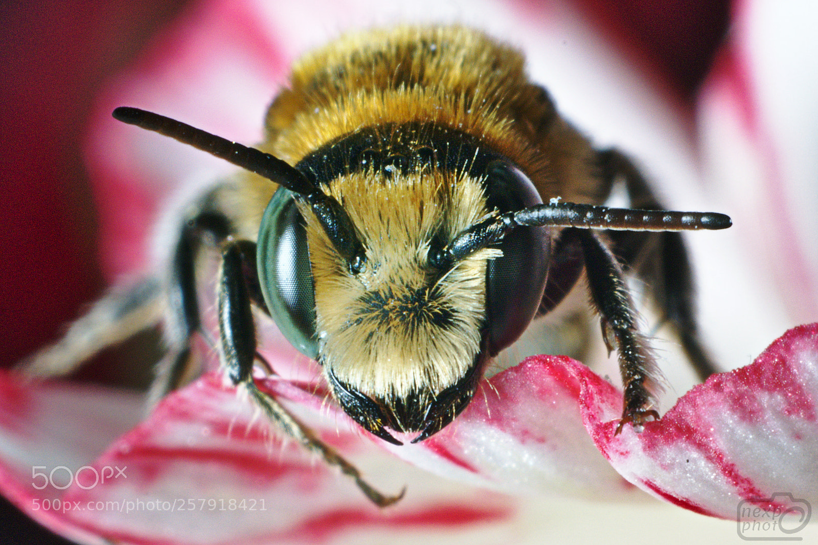 Nikon D7100 sample photo. Bee photography
