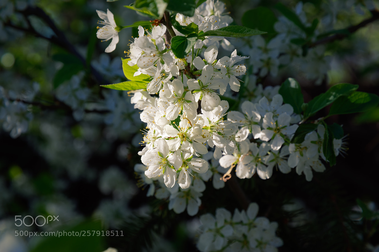 Nikon D5500 sample photo. 7430 photography