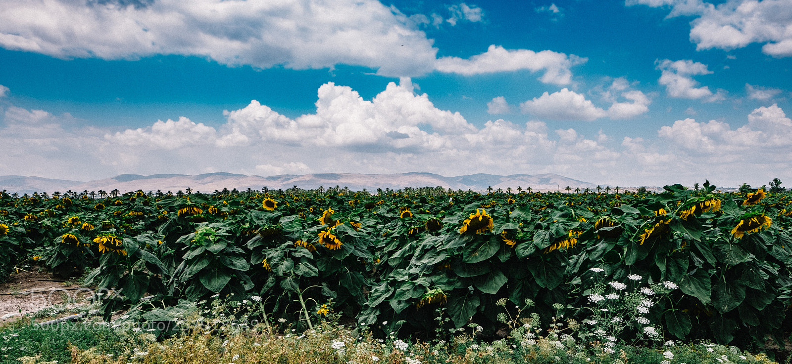 Fujifilm X-T2 sample photo. Sunflowers photography