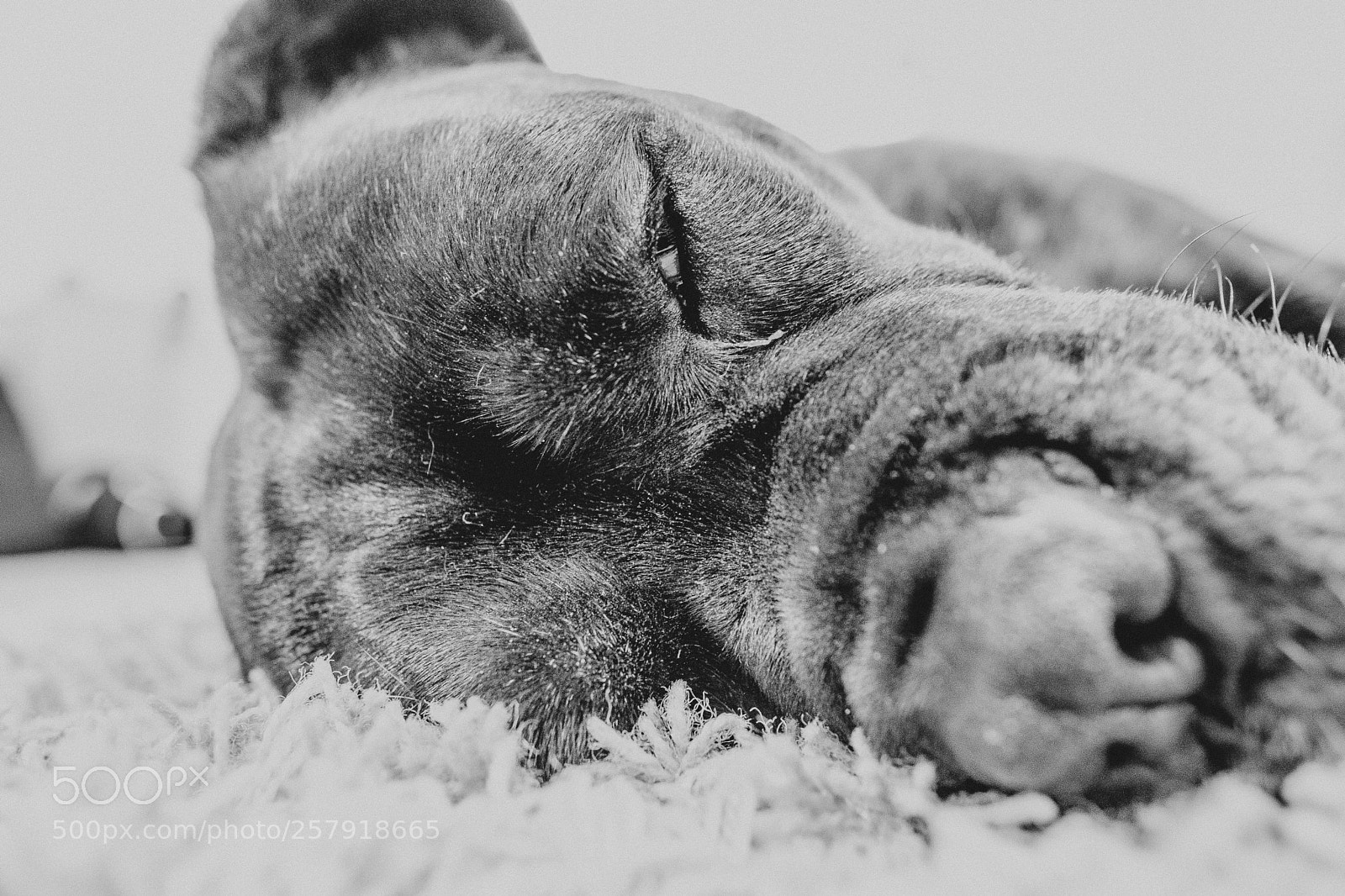 Fujifilm X-T2 sample photo. Zoe photography