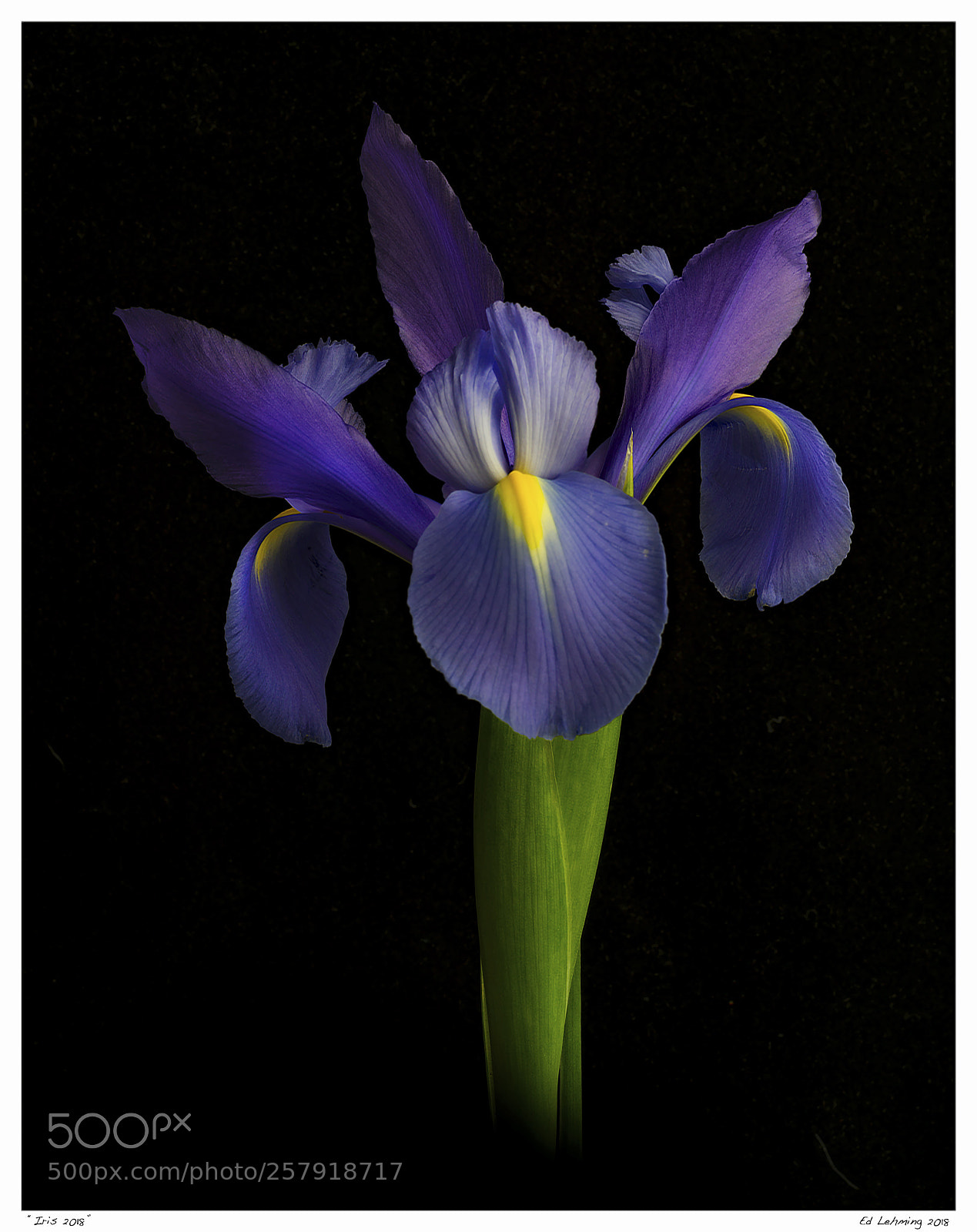 Nikon D800 sample photo. Iris 2018 photography
