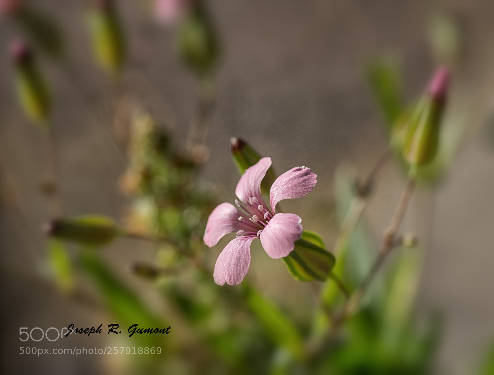 Sony SLT-A65 (SLT-A65V) sample photo. Spring flower photography