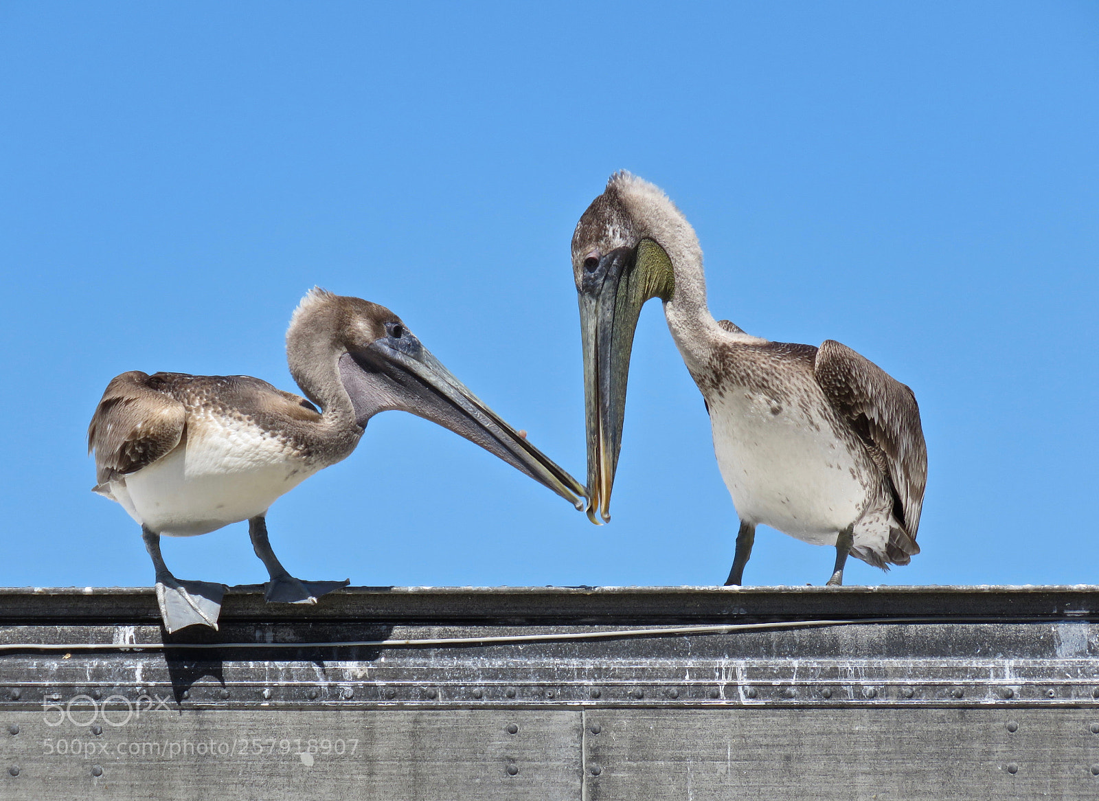 Canon PowerShot SX60 HS sample photo. Amorous pelicans photography
