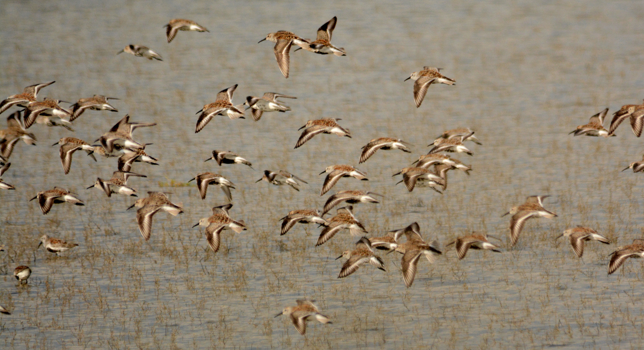 Nikon D7100 + Sigma 150-500mm F5-6.3 DG OS HSM sample photo. Dunlin photography