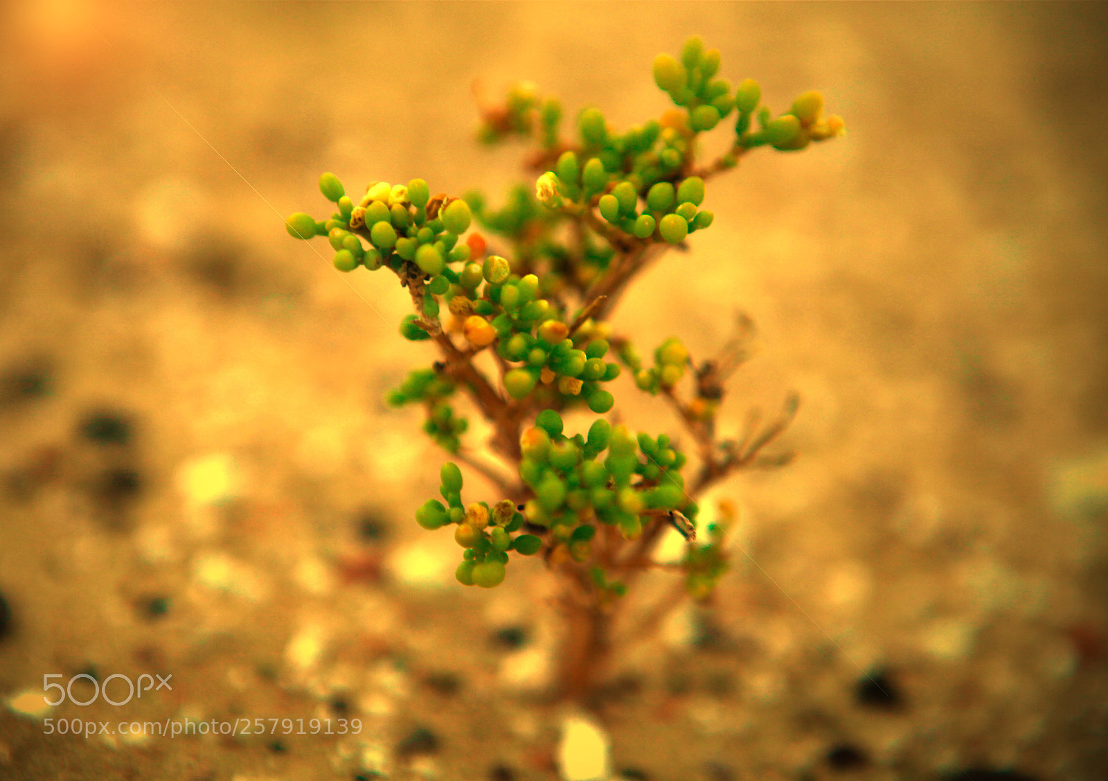 Canon EOS 5D Mark II sample photo. The circle of life photography