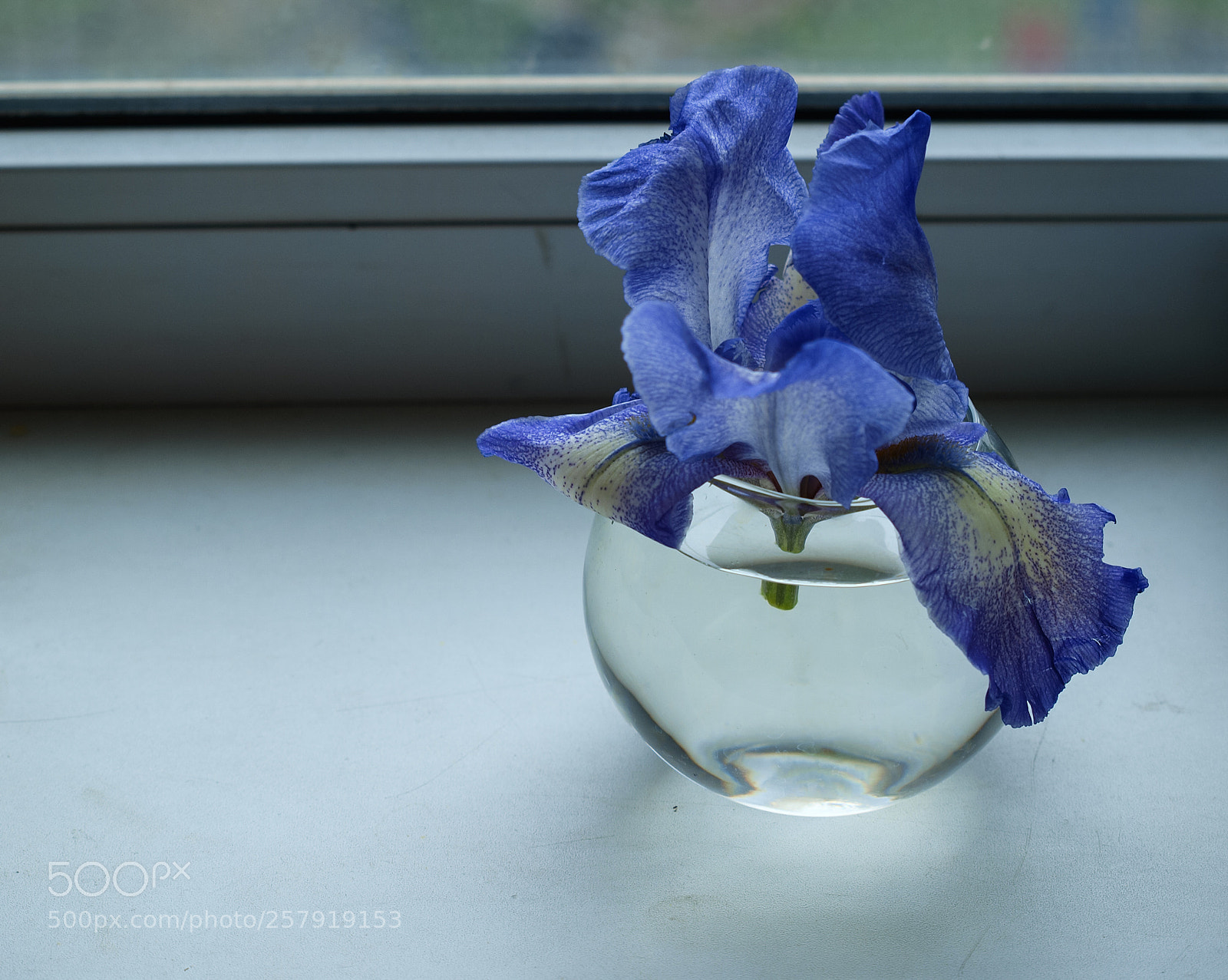 Olympus E-420 (EVOLT E-420) sample photo. Purple iris close up photography