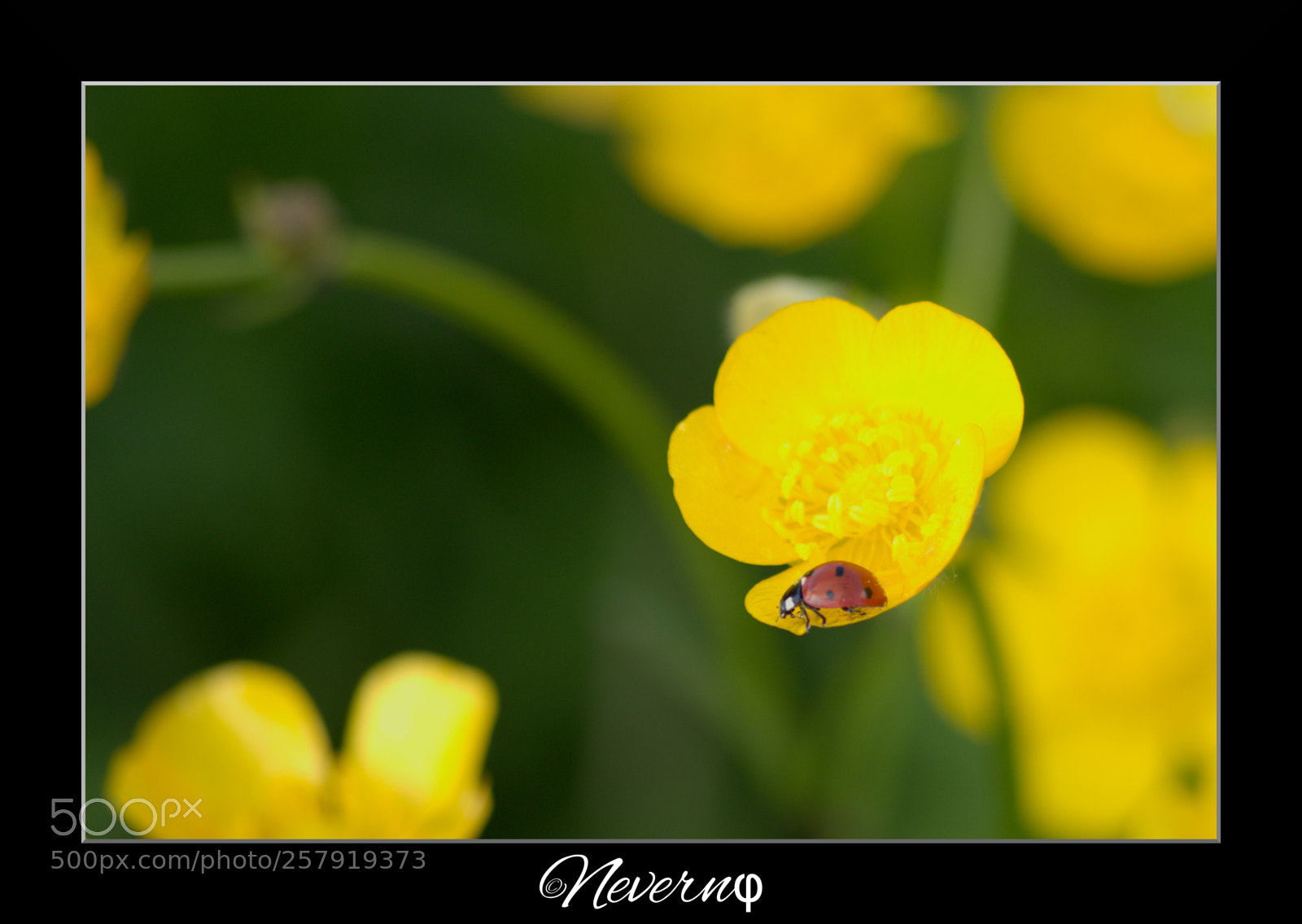 Pentax K-S2 sample photo. Ladybug photography