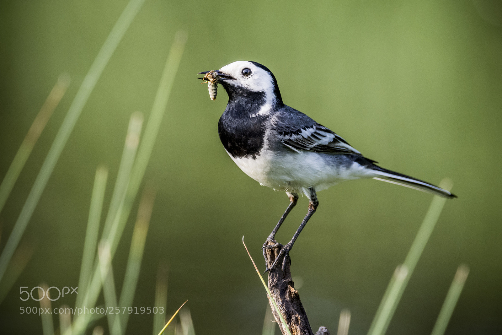 Nikon D7200 sample photo. White wagtail - bar photography