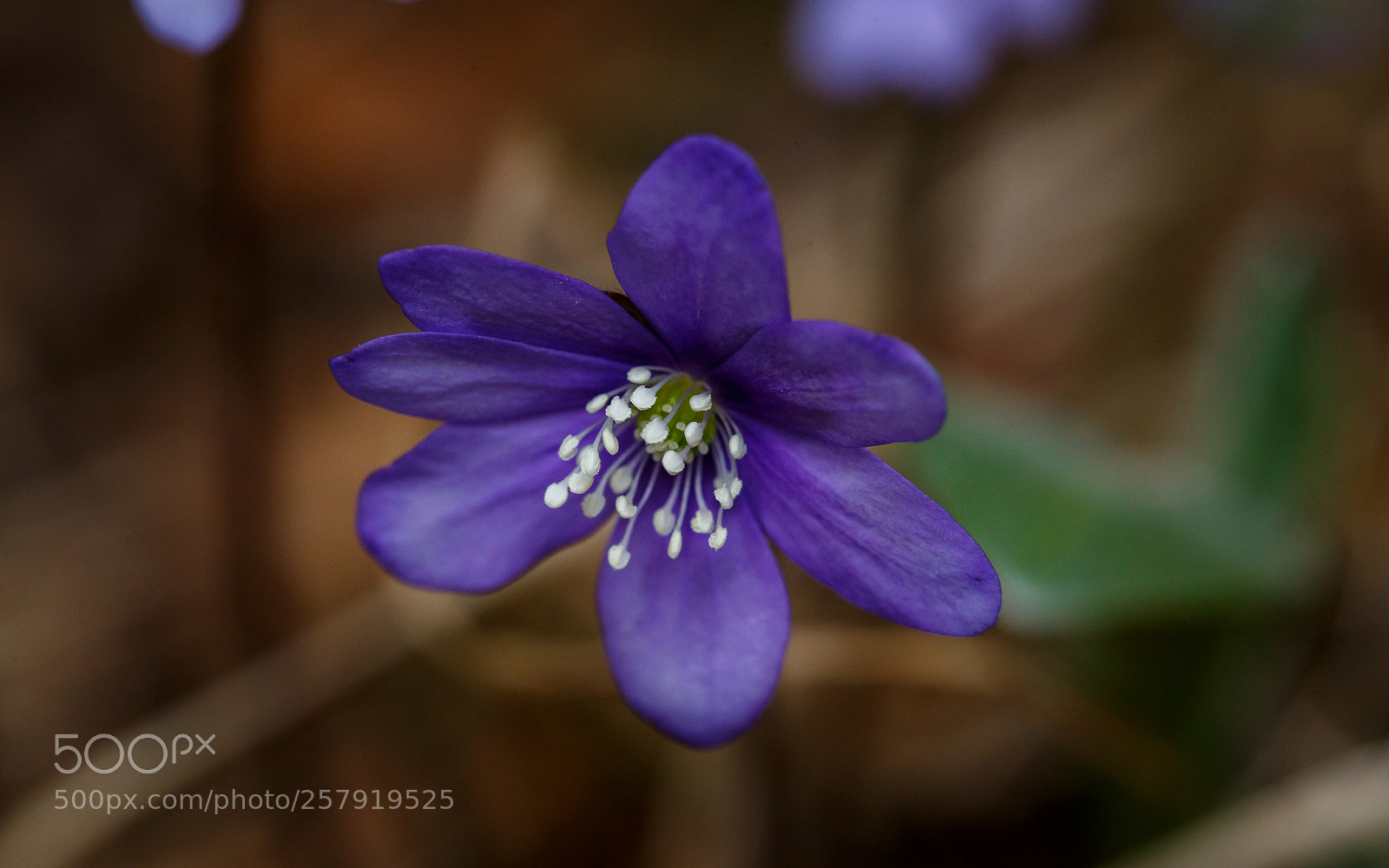 Canon EOS 6D sample photo. Close to the spring photography