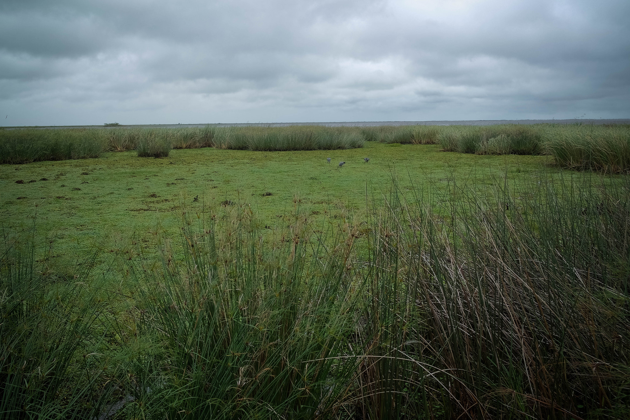 Samsung NX3000 sample photo